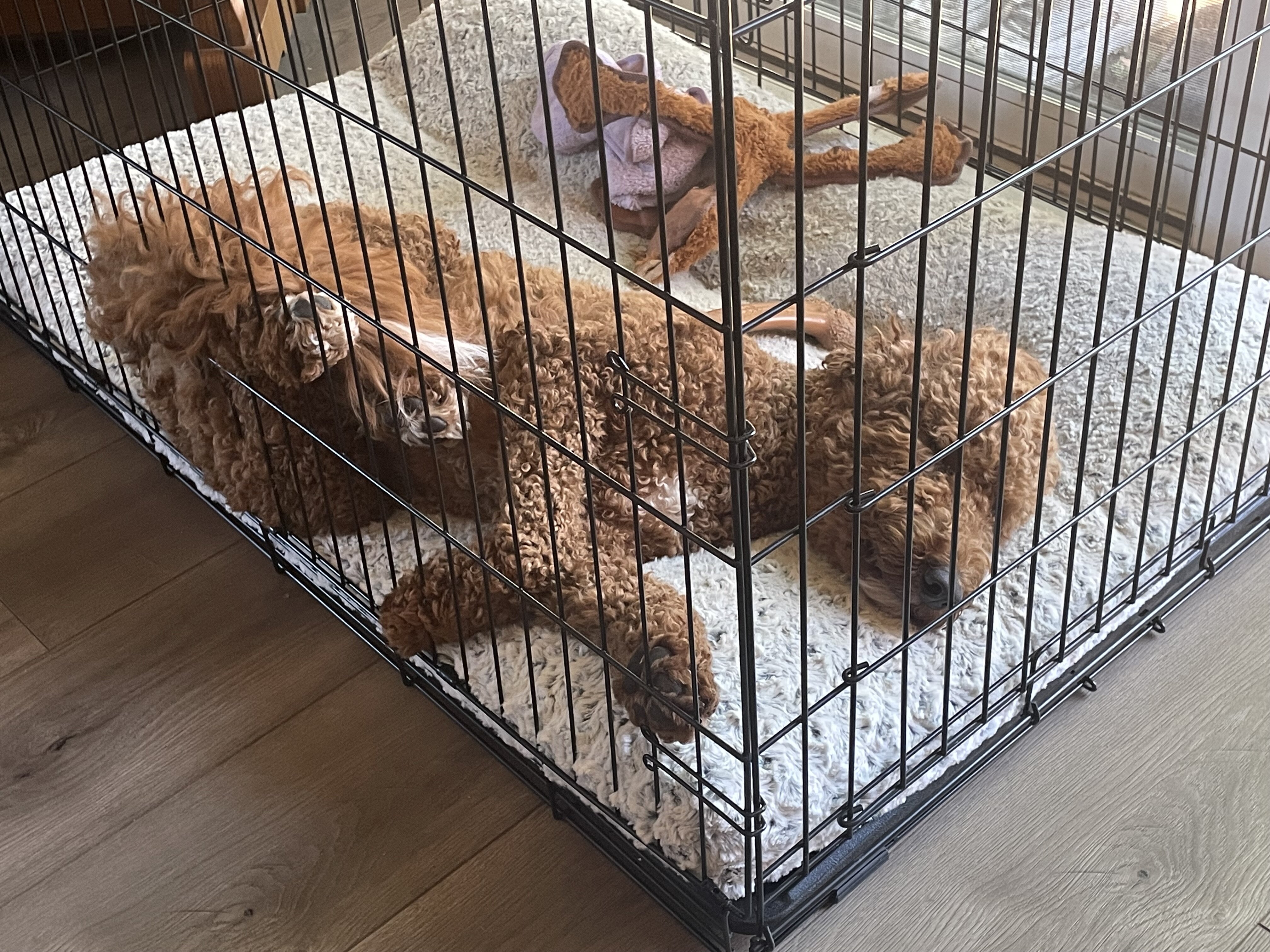 Golden Doodle image 2