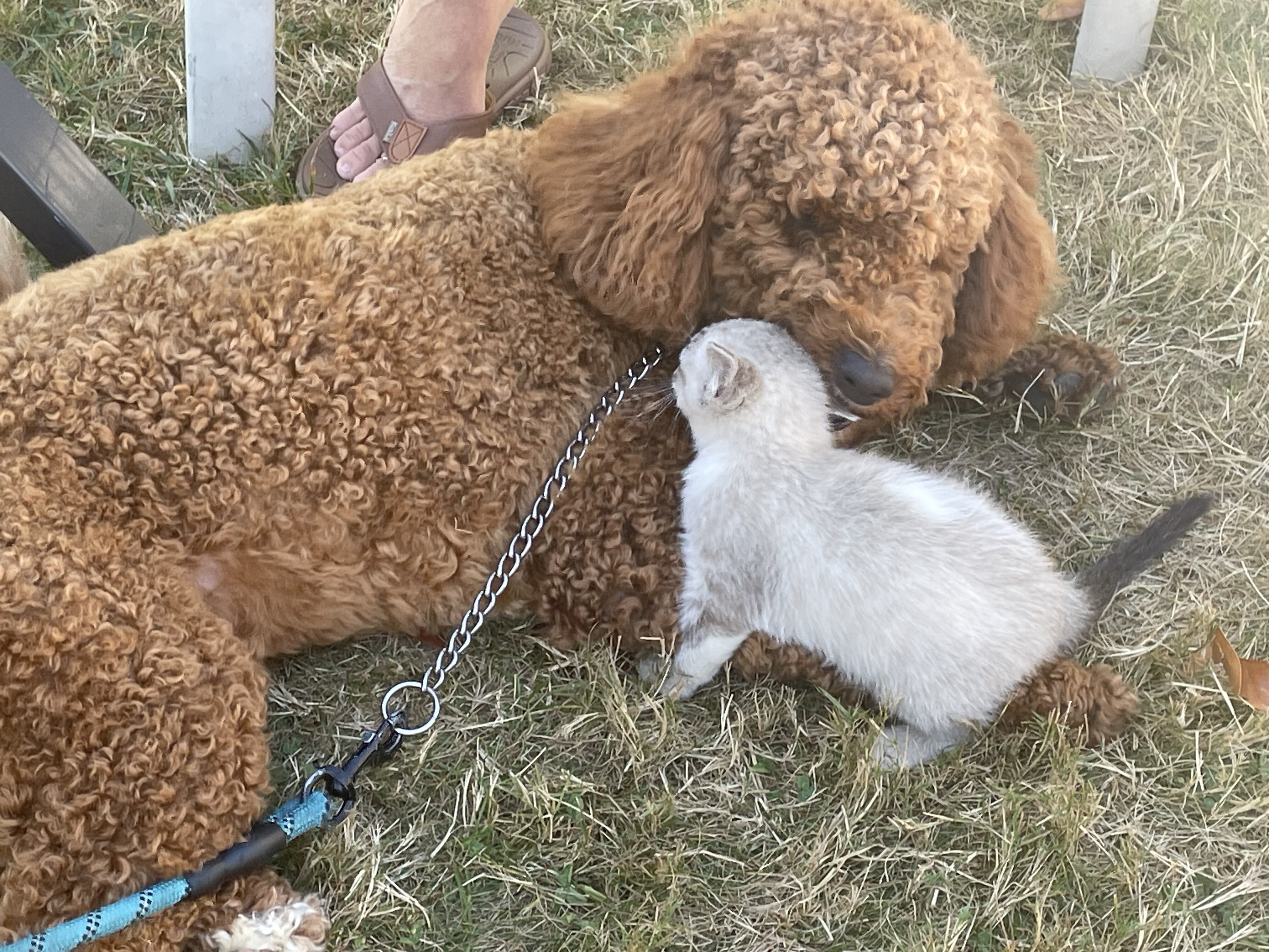 Golden Doodle image 1