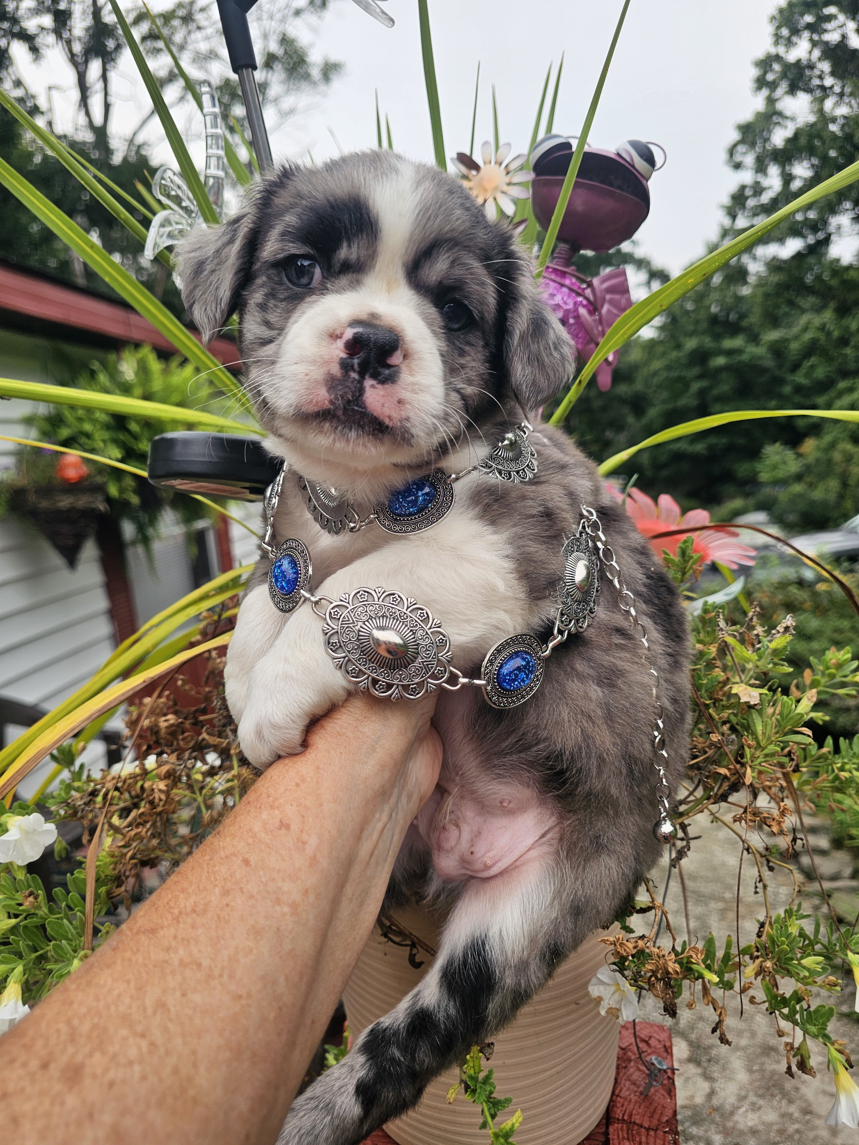 Jack  Male blue merle fluffy frenchton image 4
