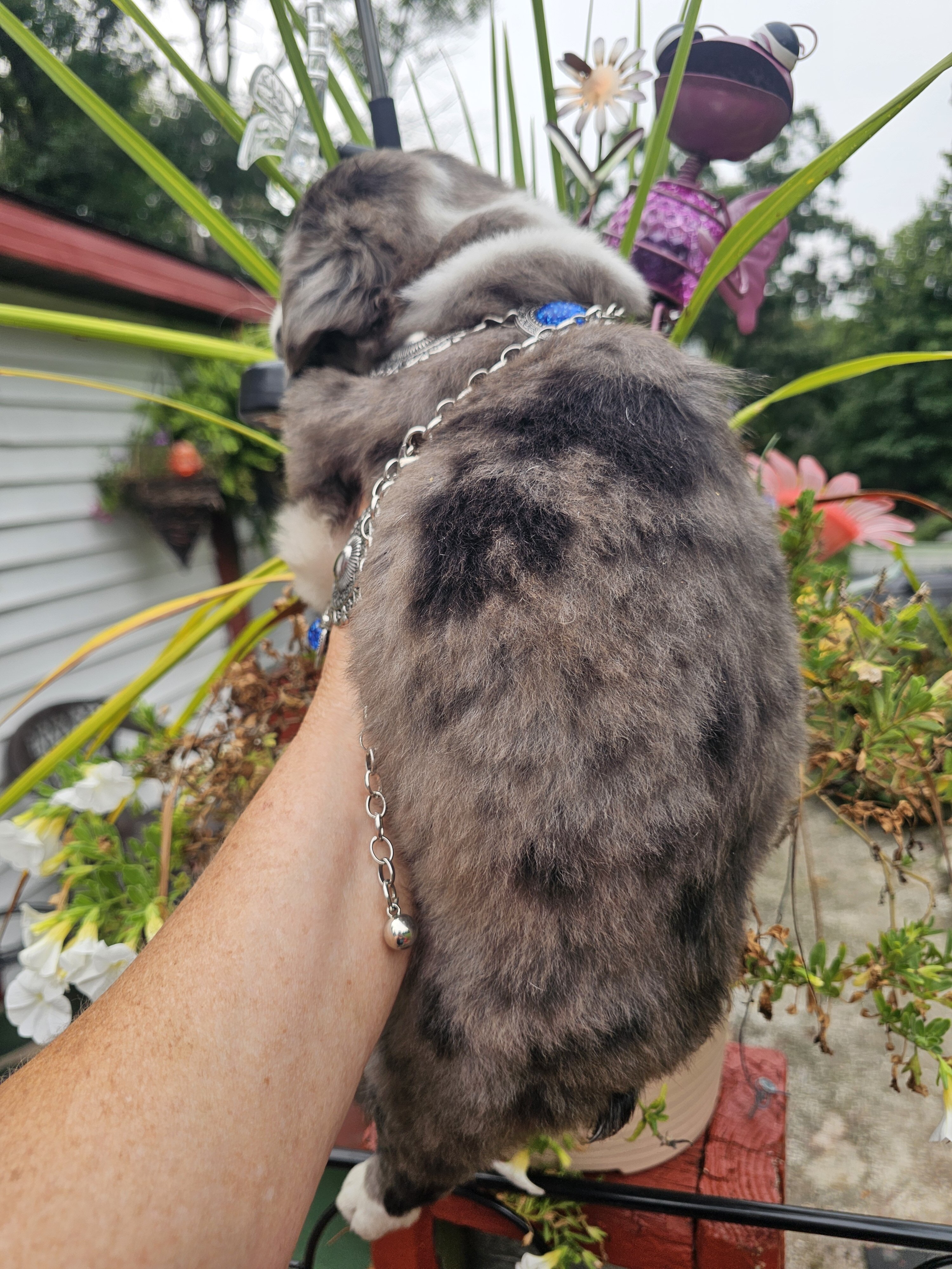 Jack  Male blue merle fluffy frenchton image 2