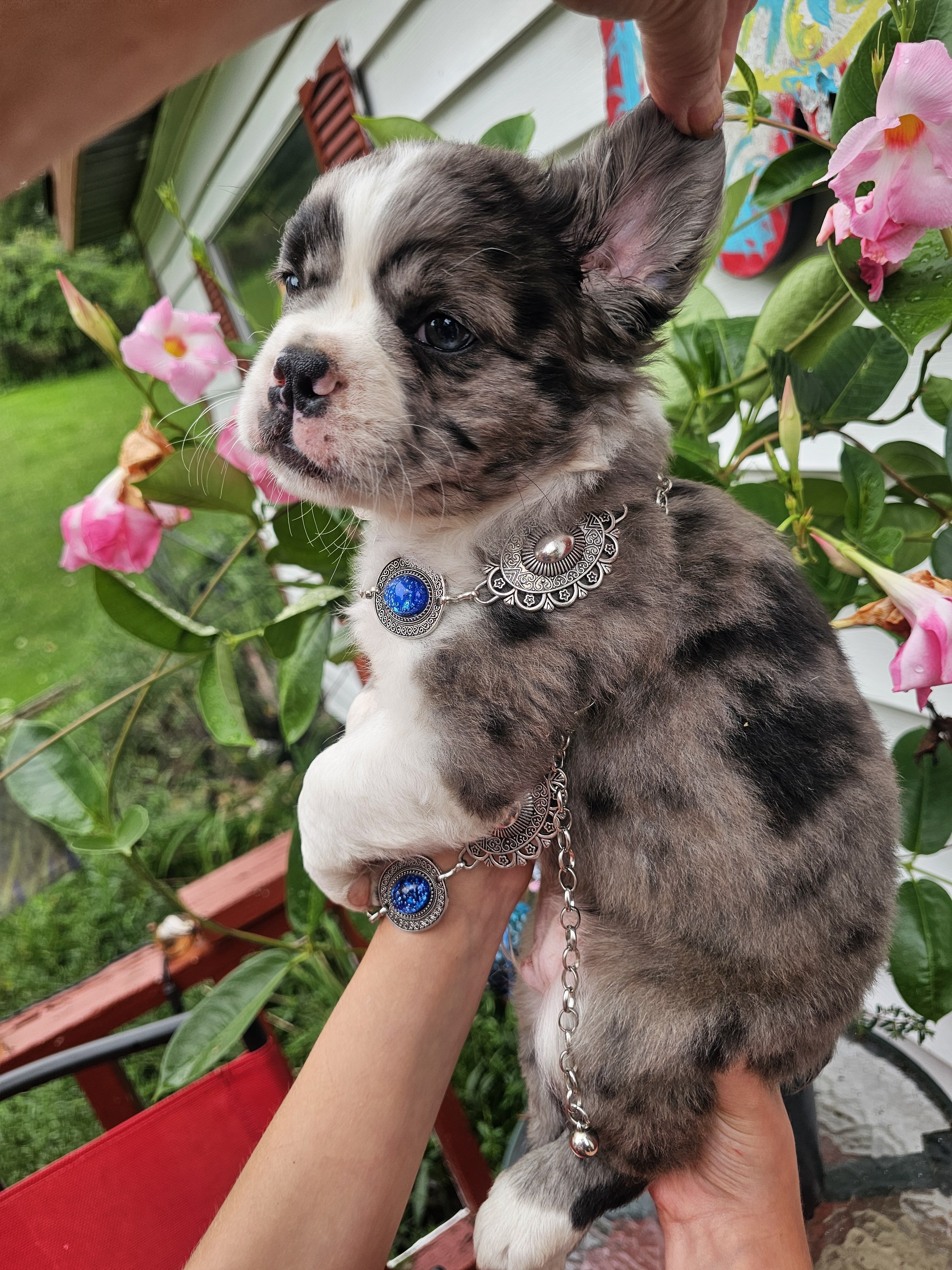 Jack  Male blue merle fluffy frenchton image 1
