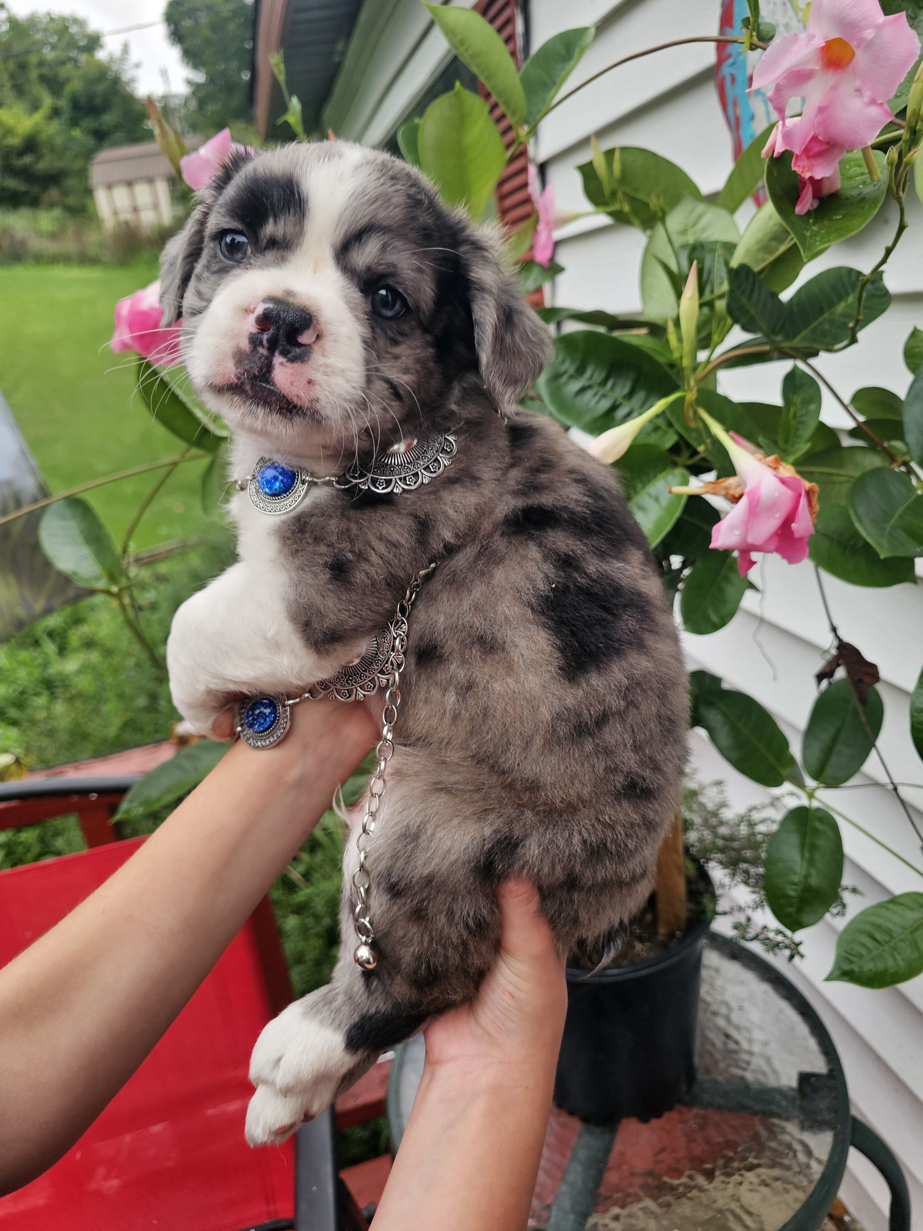 Jack  Male blue merle fluffy frenchton image 3