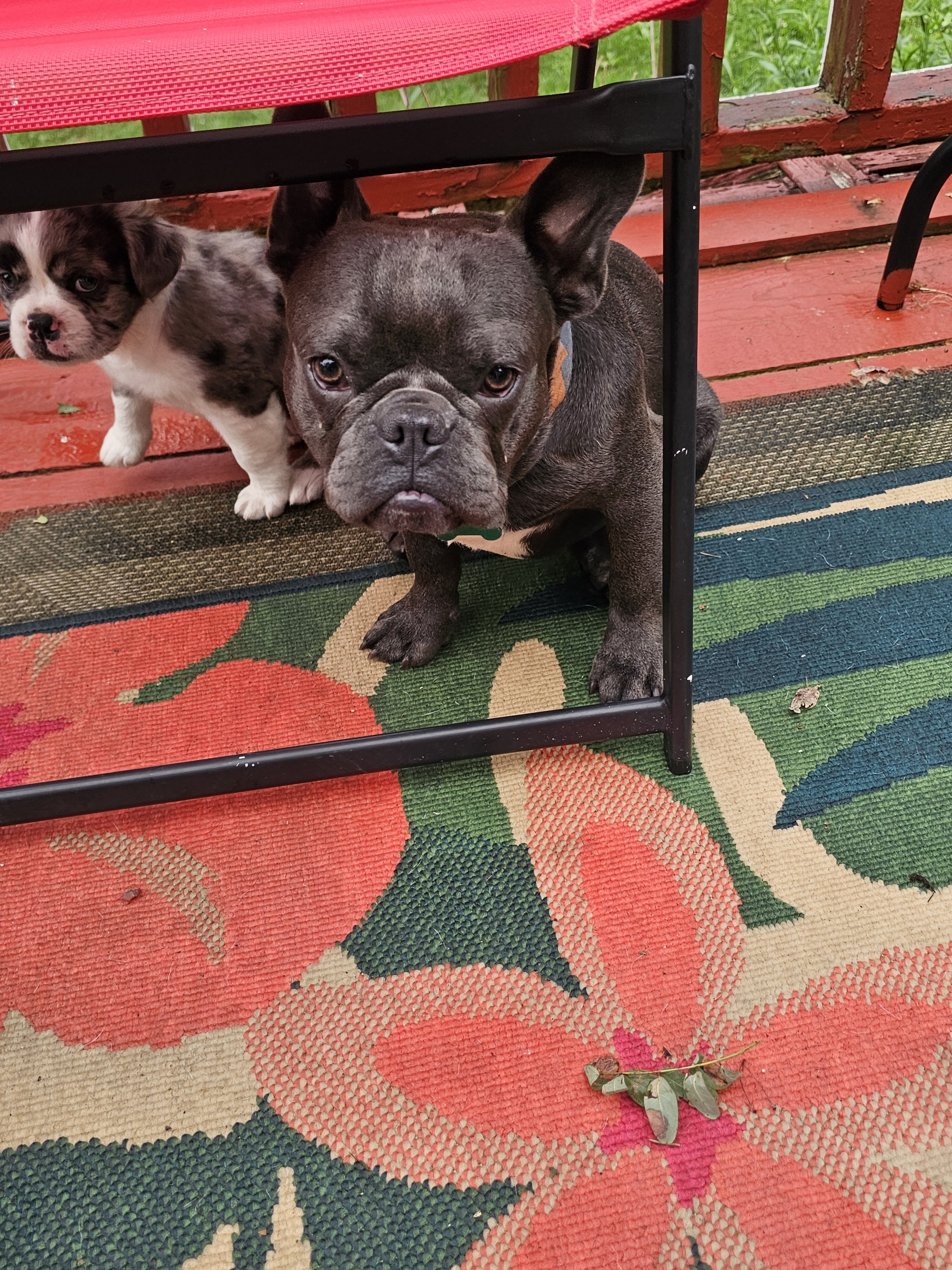 Jack  Male blue merle fluffy frenchton image 7