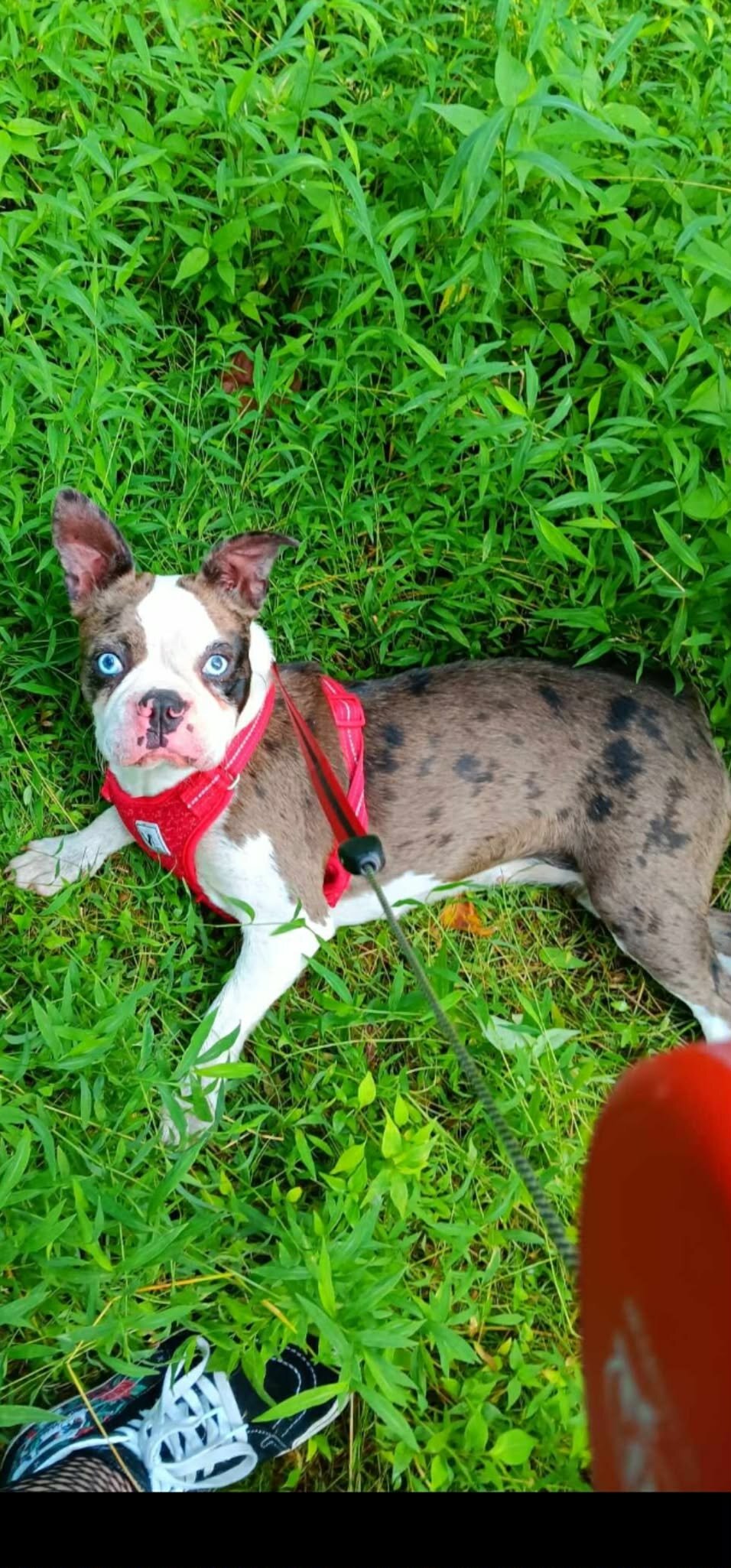 Jack  Male blue merle fluffy frenchton image 5