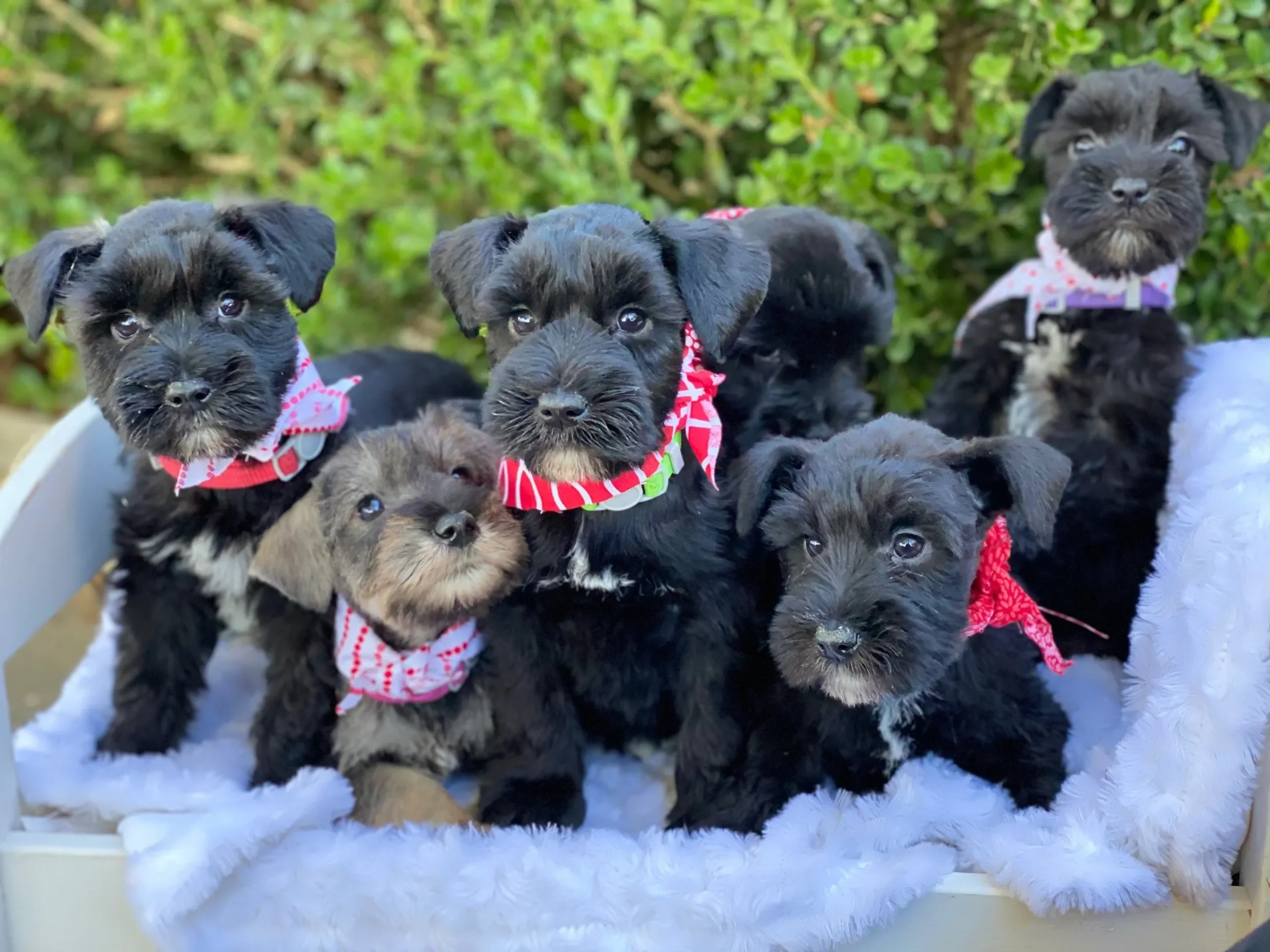 Miniature Schnauzers, we have the widest selection image 1