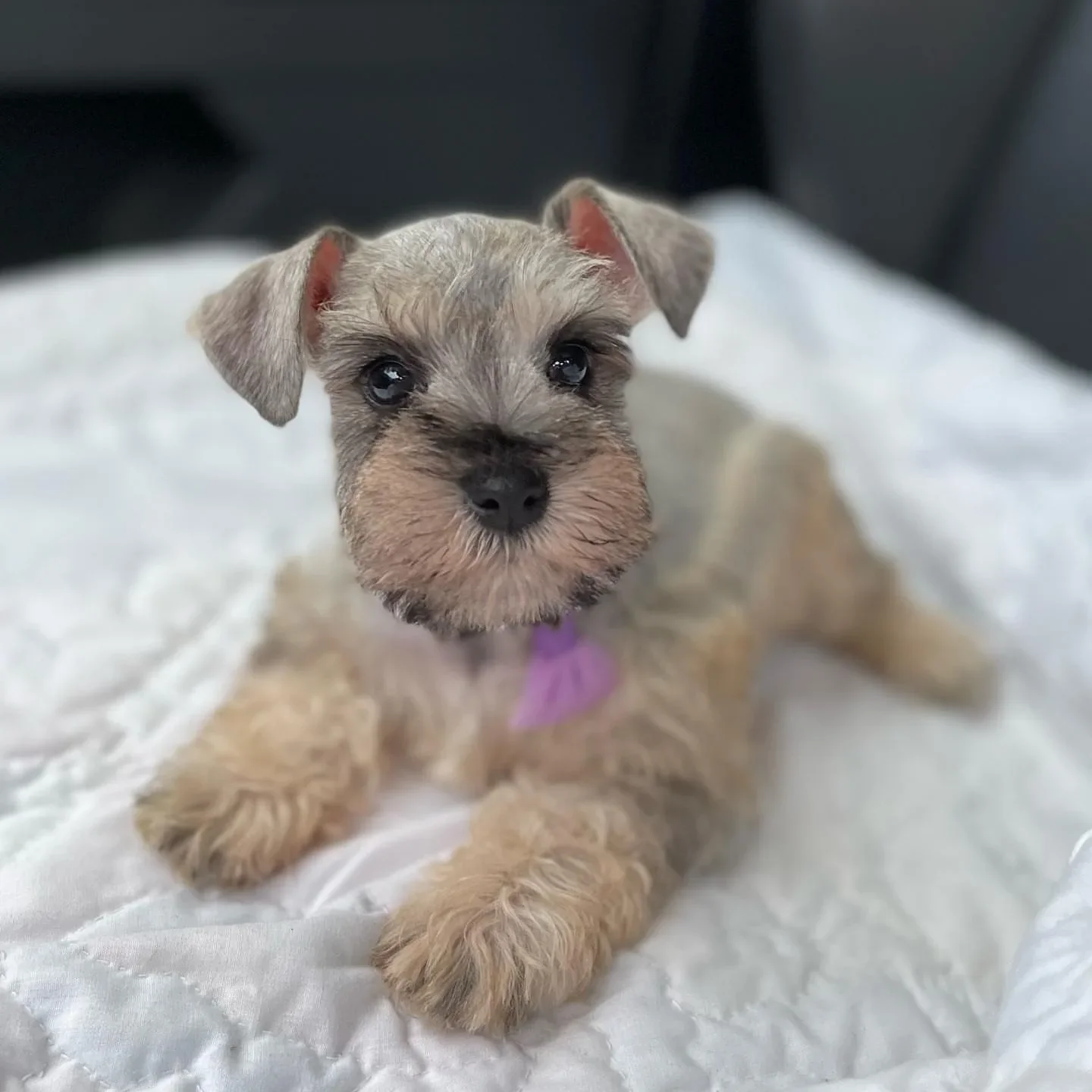 schnauzer puppies image 1
