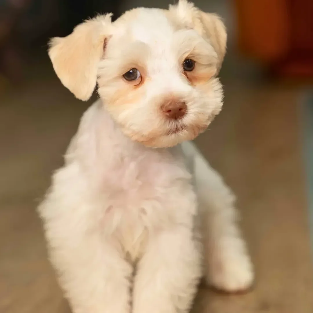 schnauzer puppies image 2