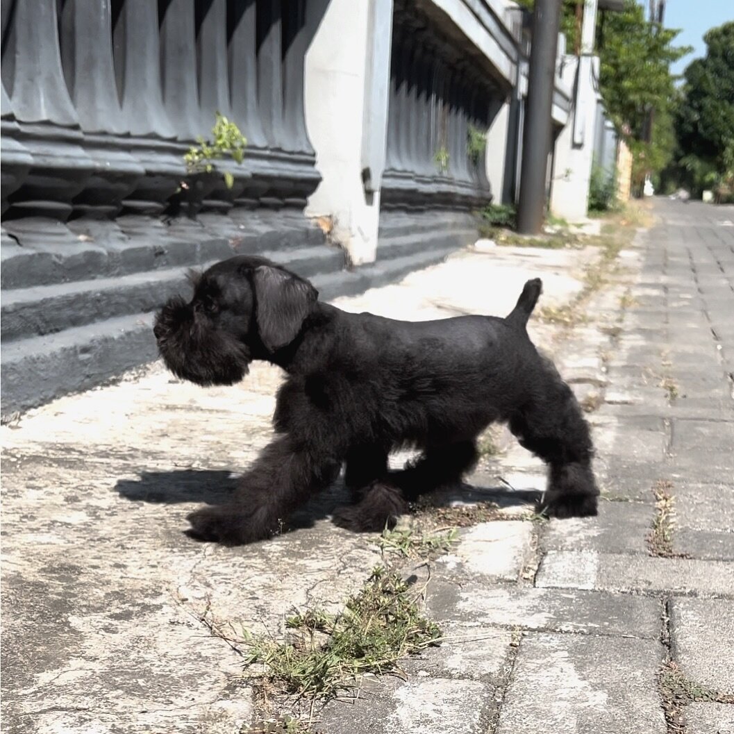 mini schnauzer dog image 1