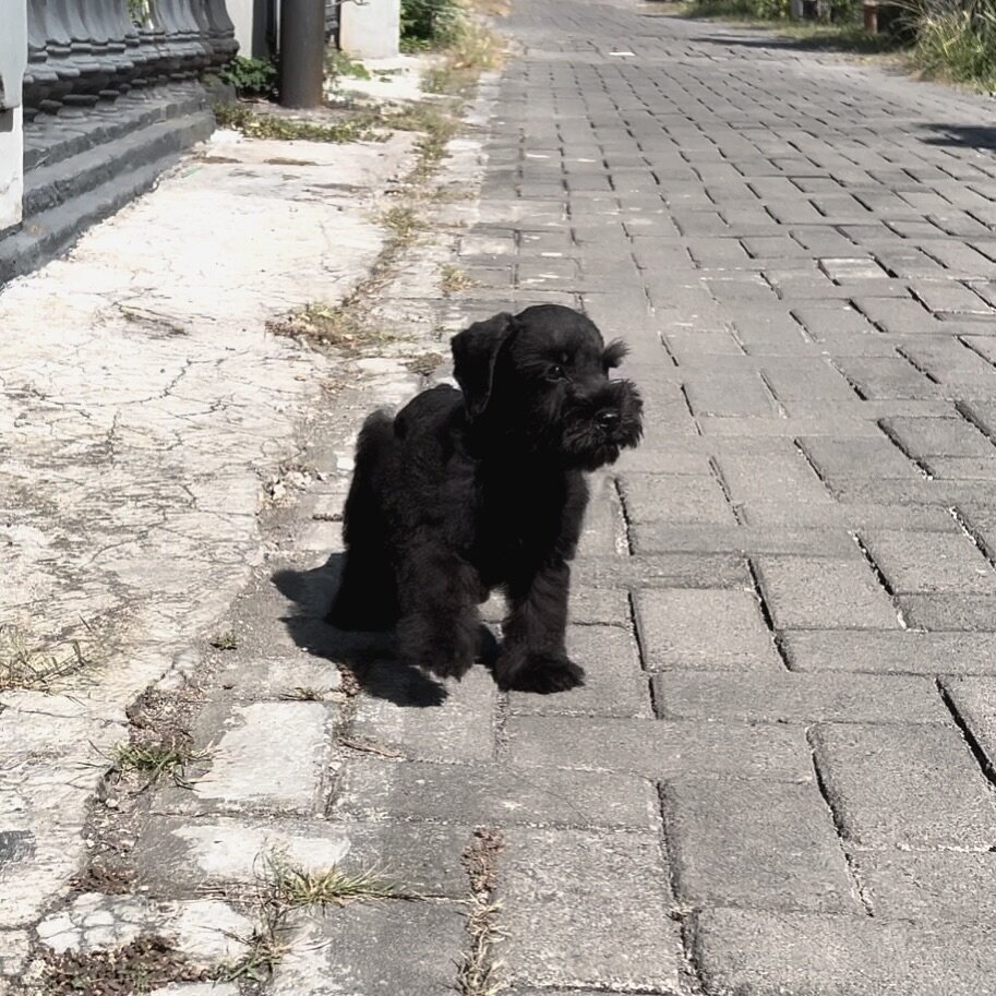mini schnauzer dog image 2