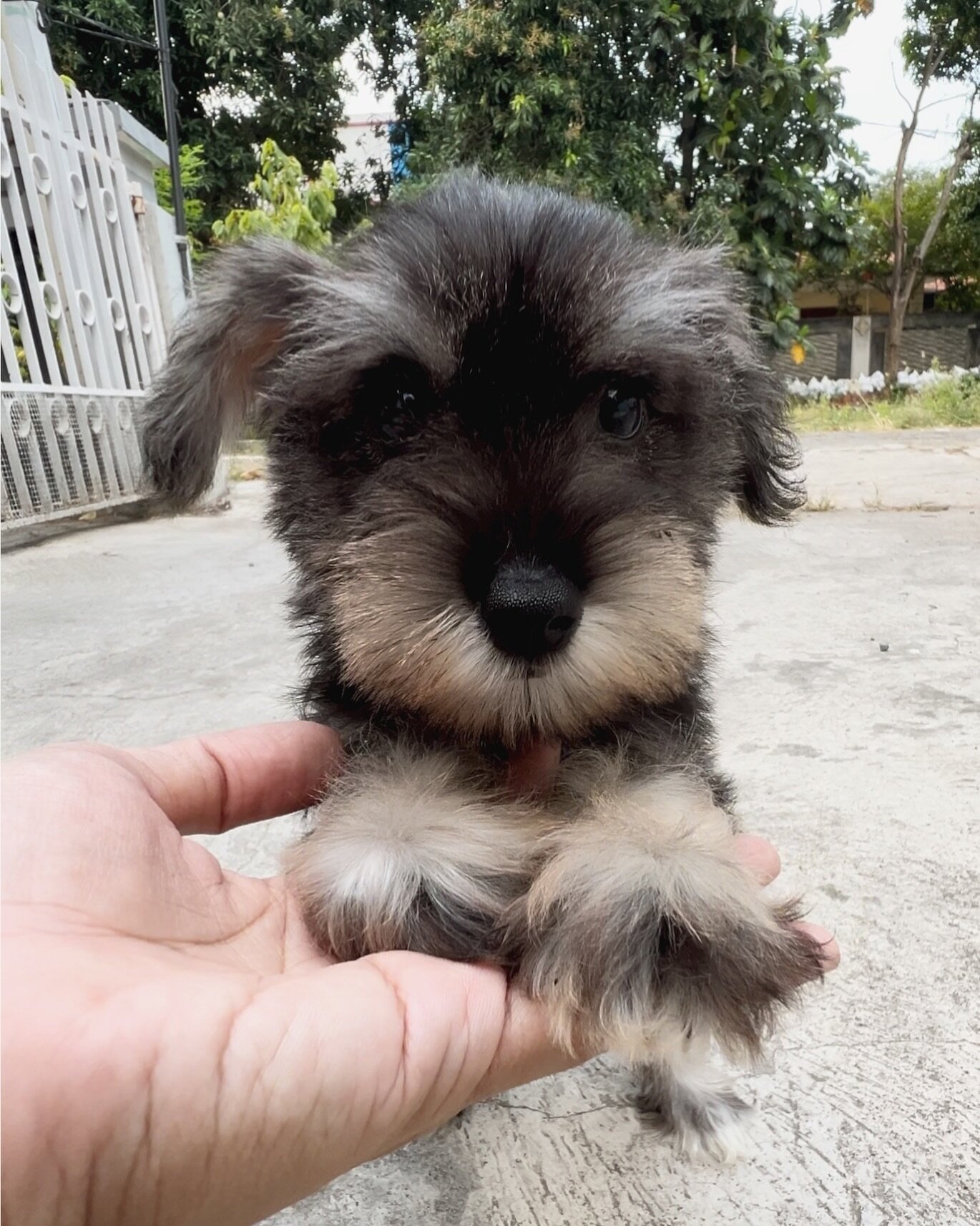 mini schnauzer dog image 4