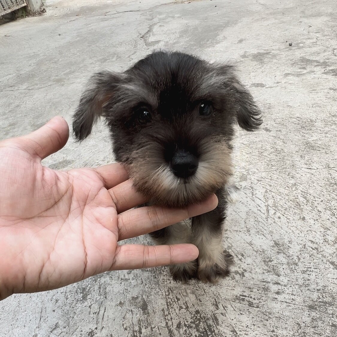 mini schnauzer dog image 3