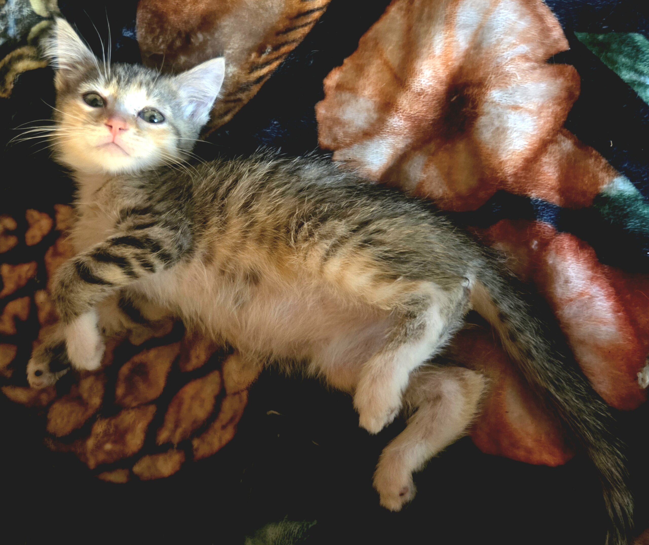 Maine Coon mix kittens image 10