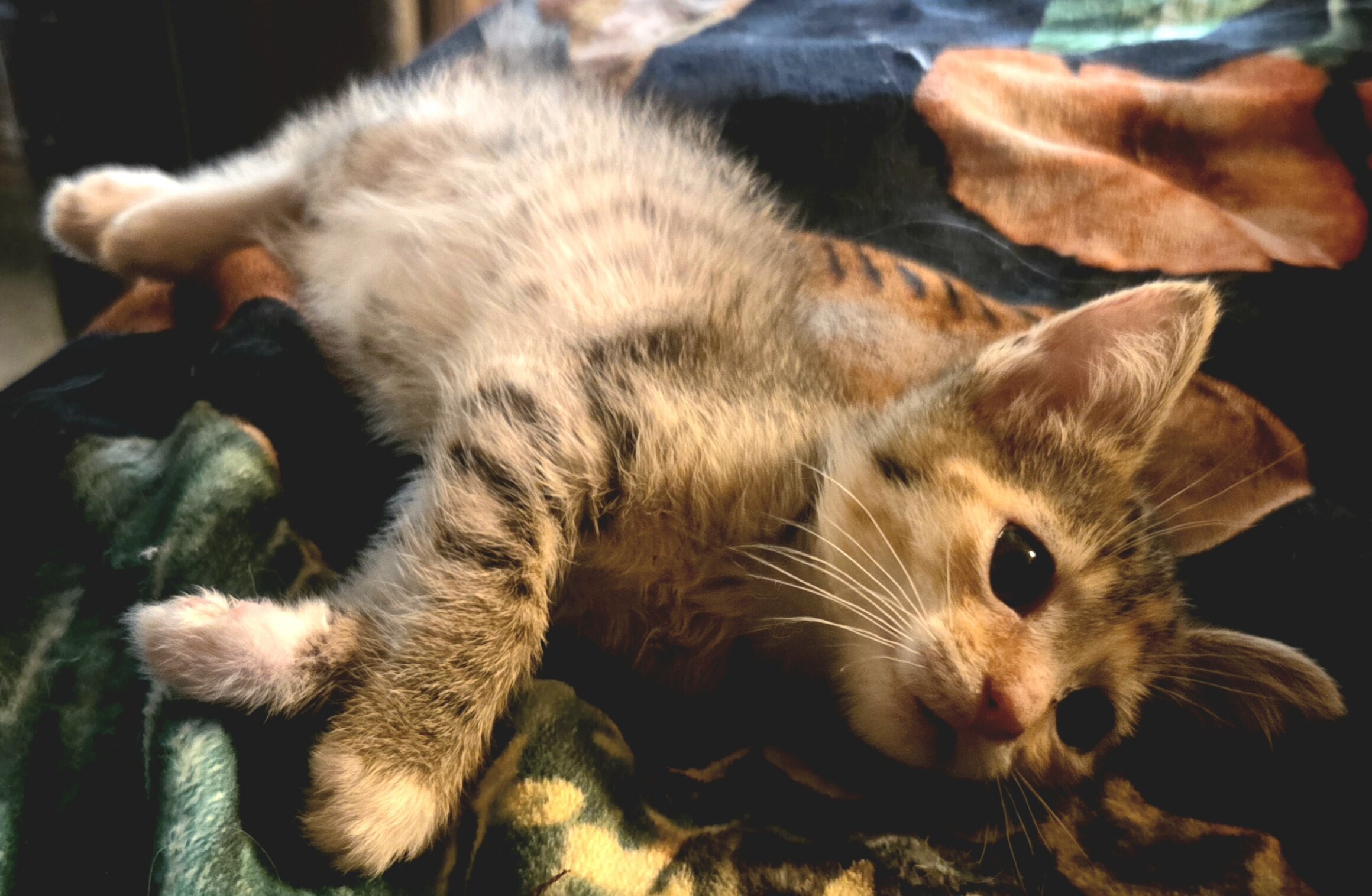 Maine Coon mix kittens image 1