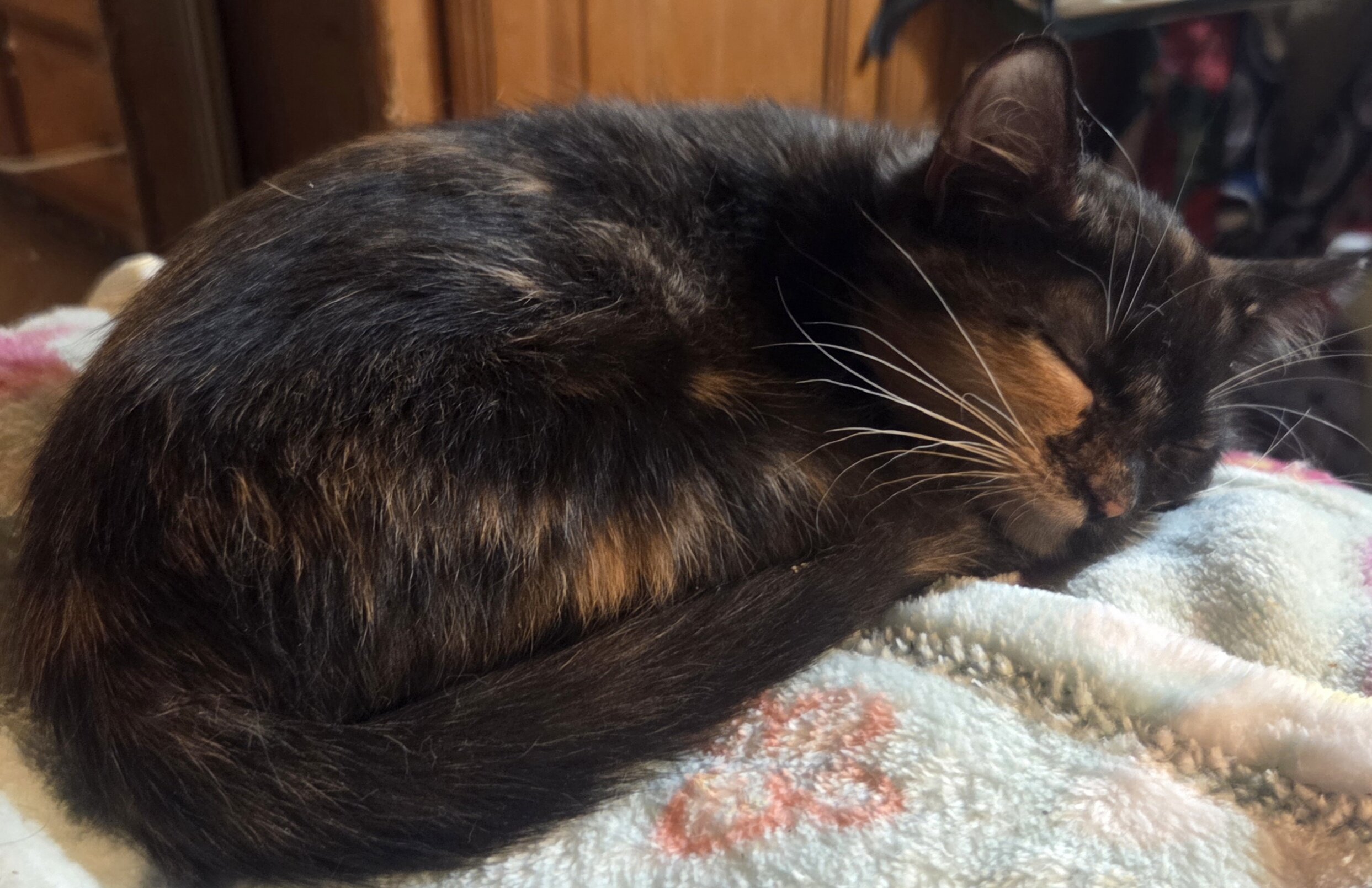 Maine Coon mix kittens image 3
