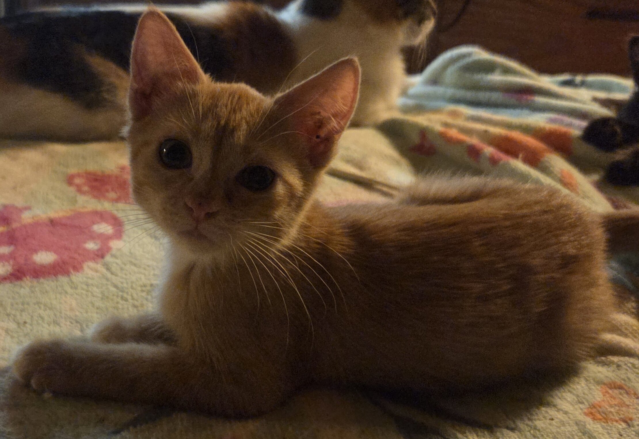 Maine Coon mix kittens image 2
