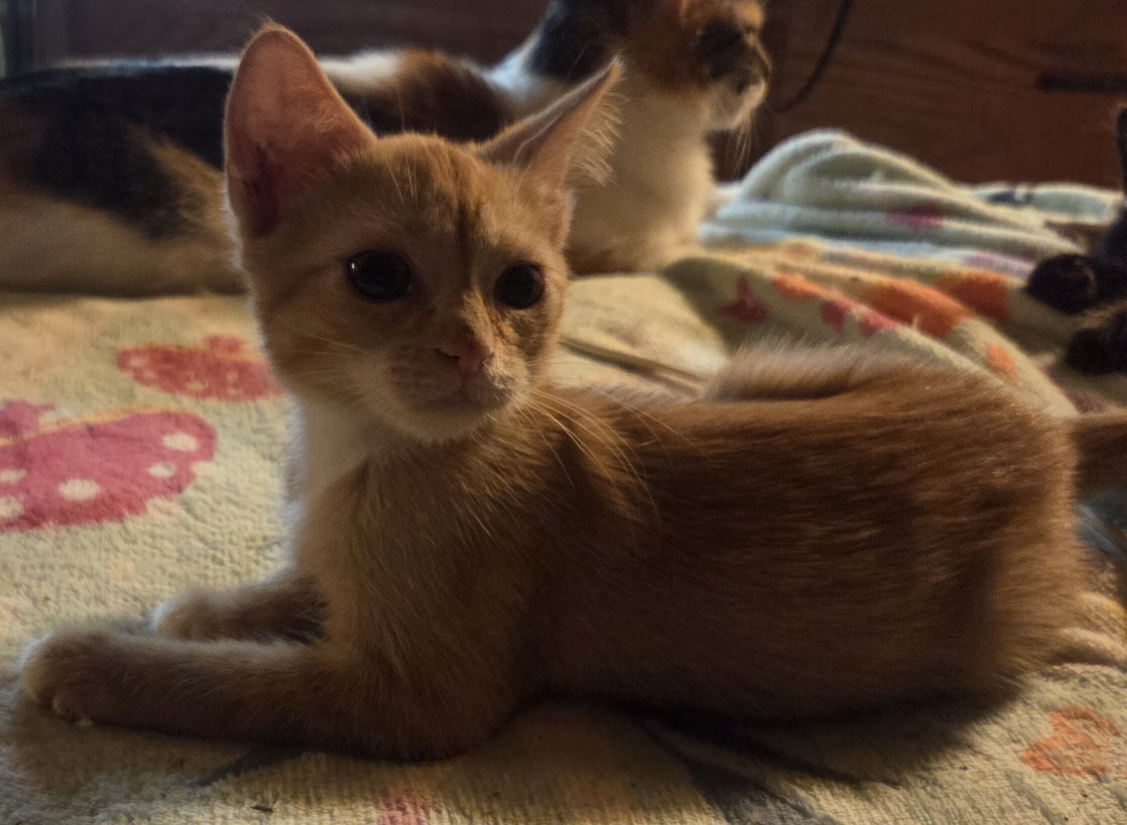 Maine Coon mix kittens image 4