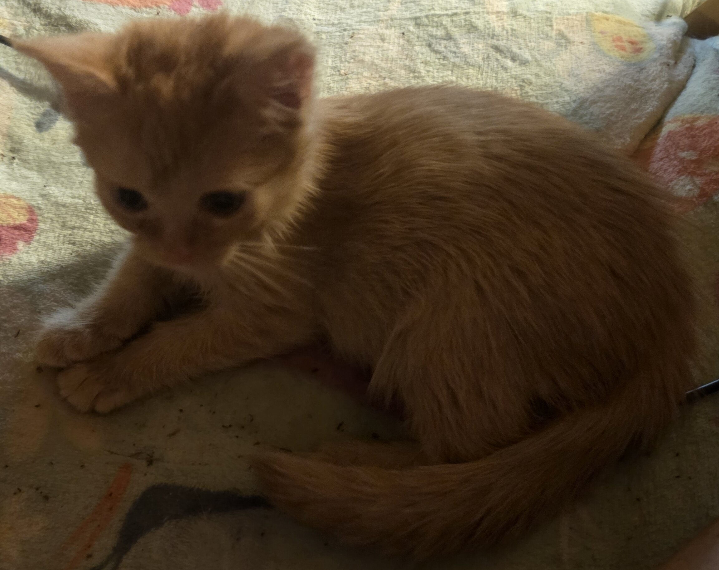 Maine Coon mix kittens image 7