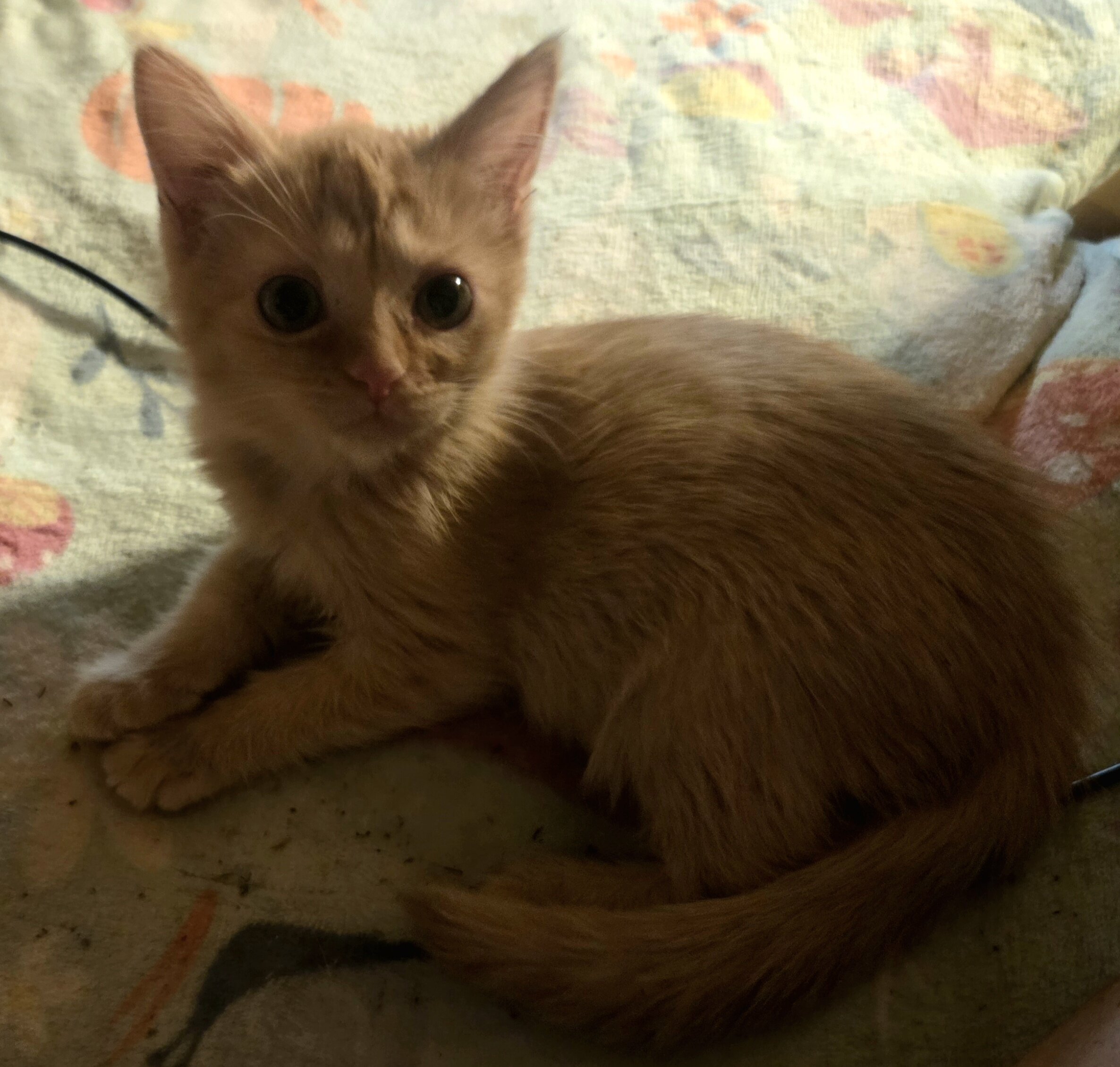Maine Coon mix kittens image 5
