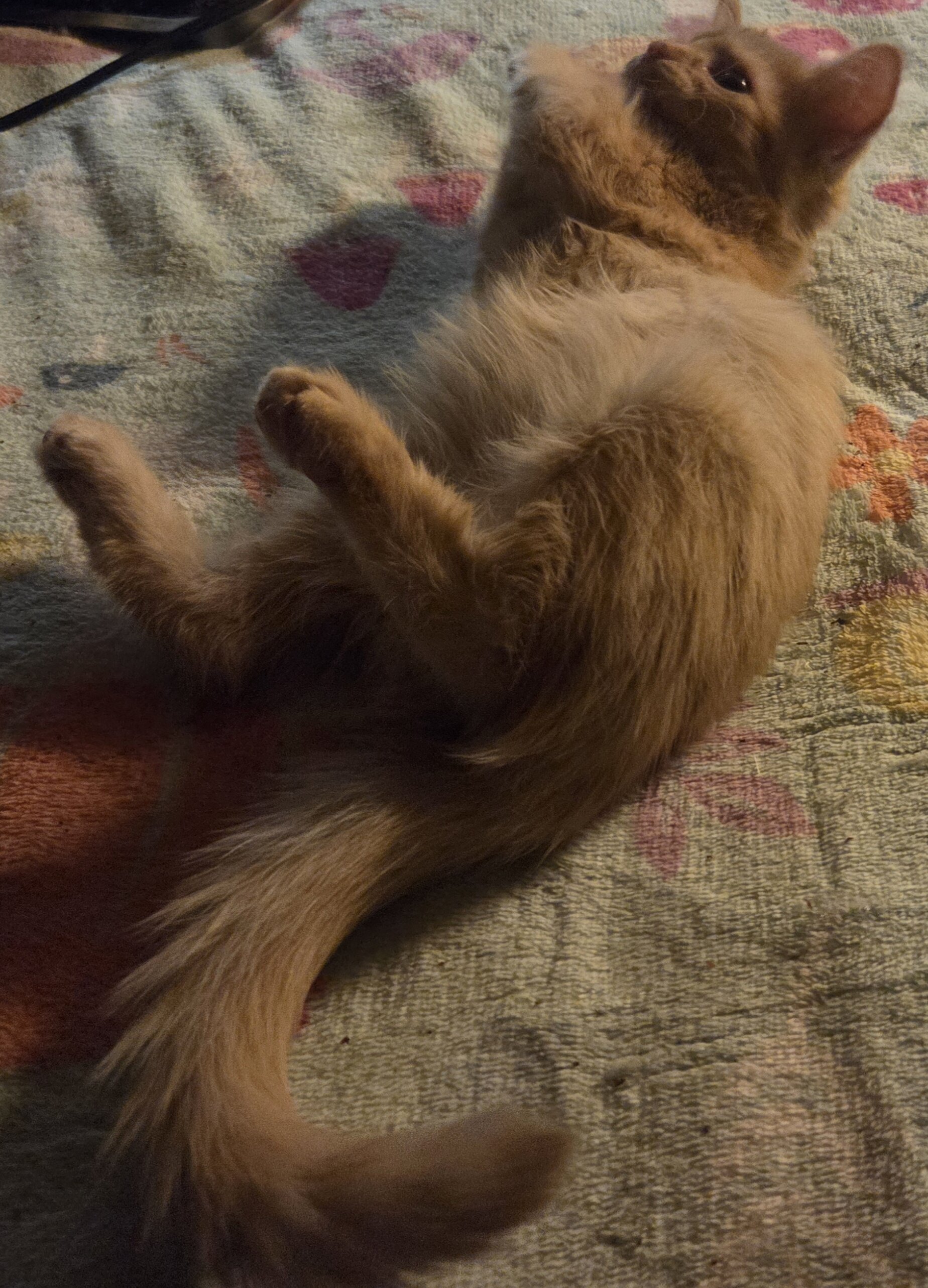 Maine Coon mix kittens image 6