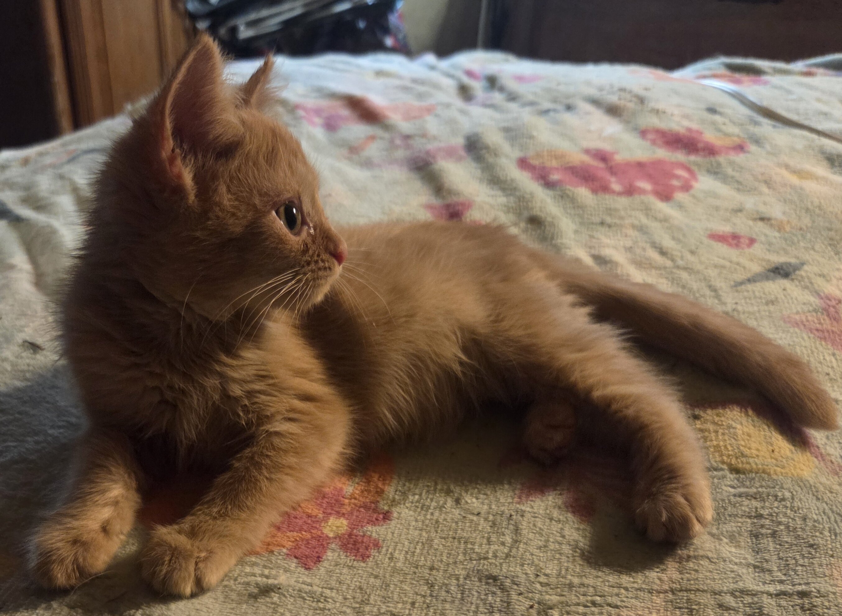 Maine Coon mix kittens image 9