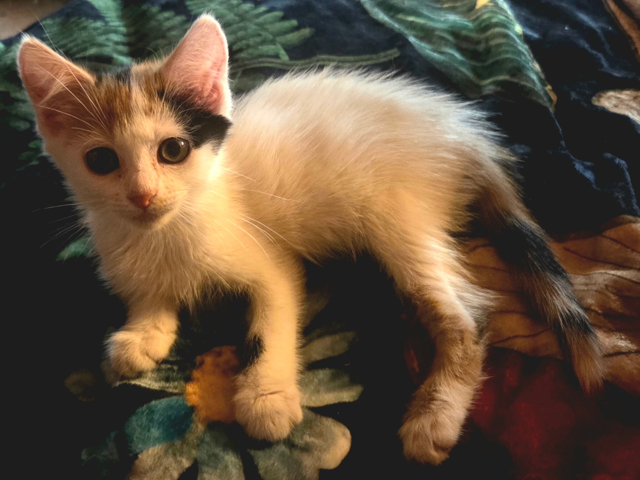 Maine Coon mix kittens image 8