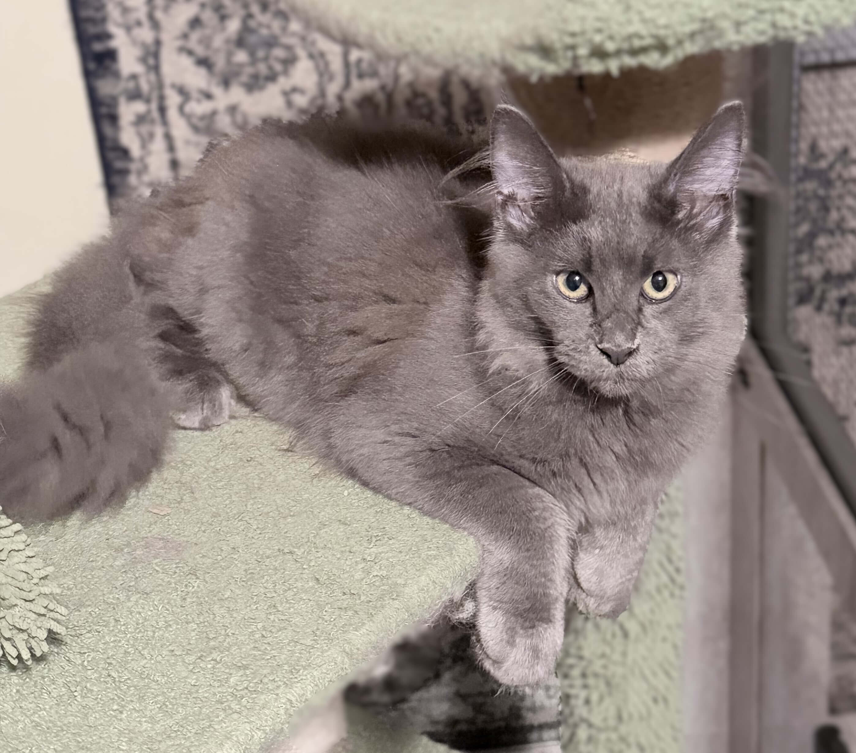 Purebred Maine Coon female kitten image 4