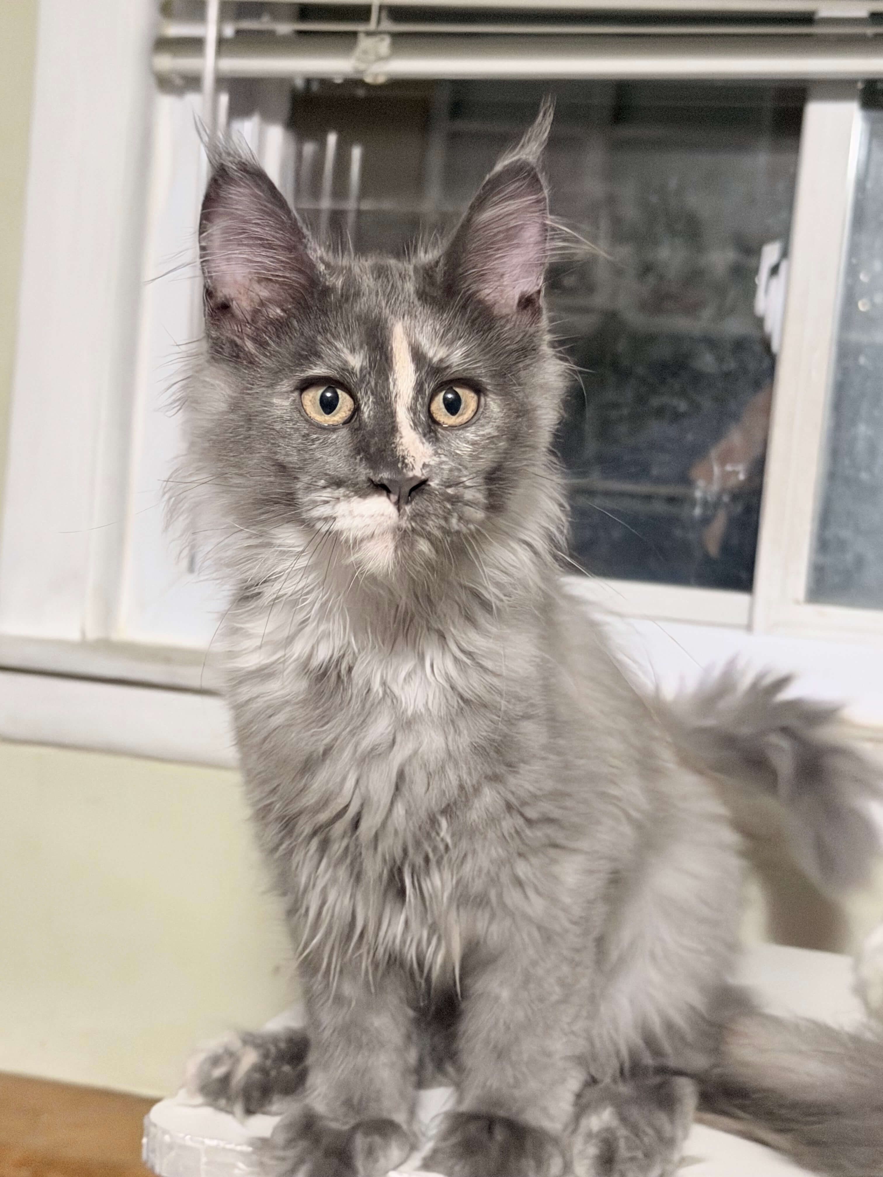 Purebred Maine Coon female kitten image 5