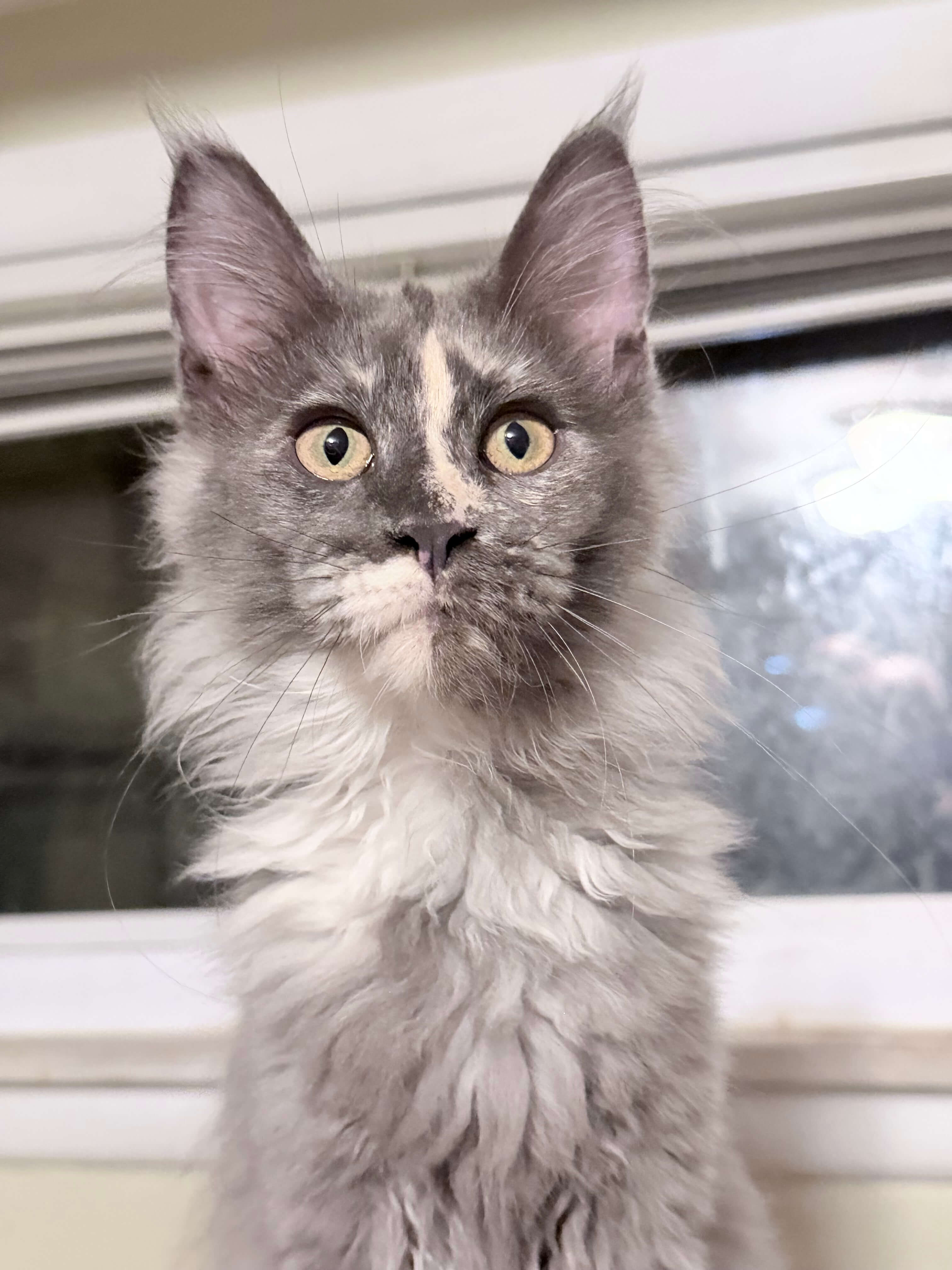 Purebred Maine Coon female kitten image 6