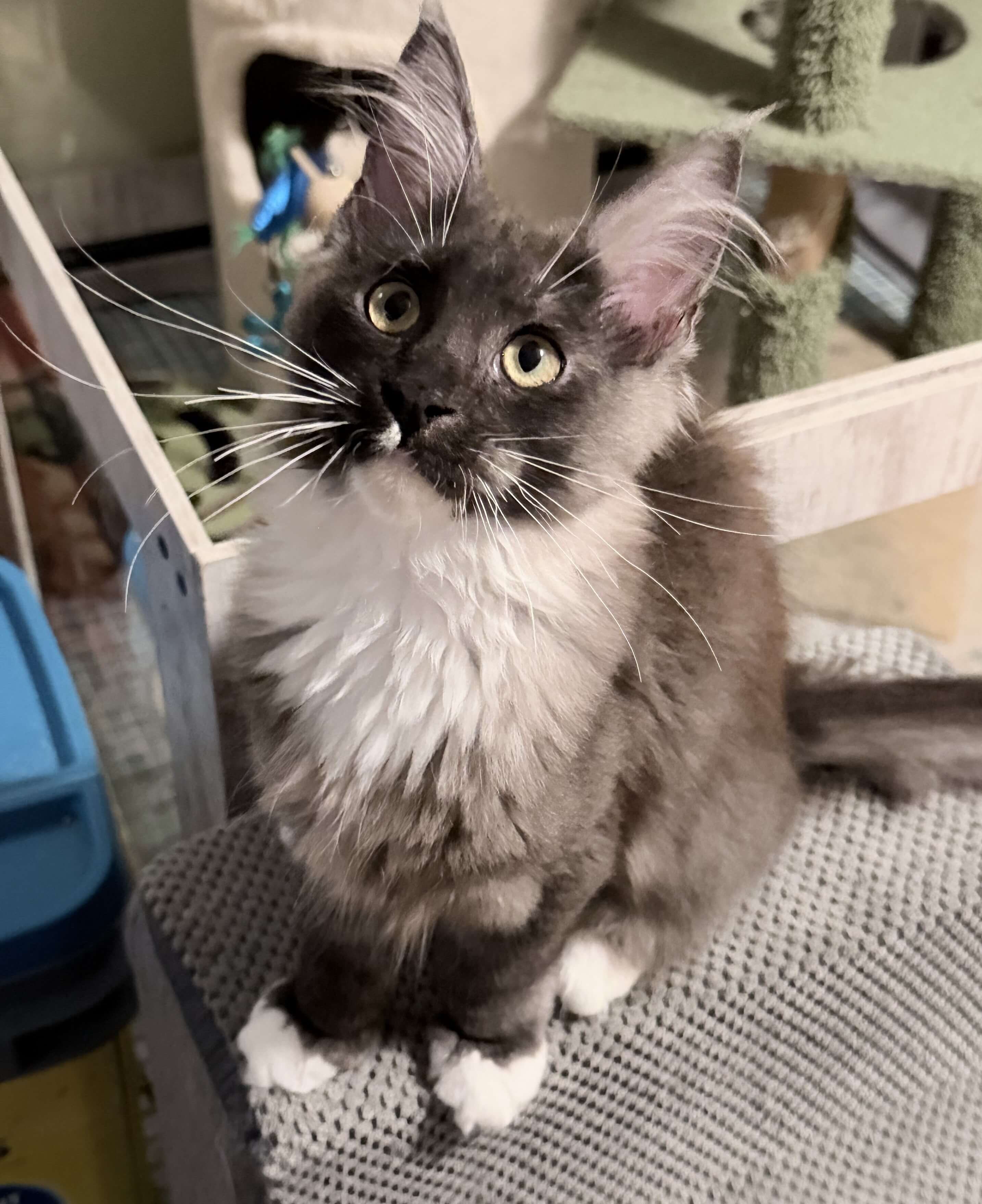 Purebred Maine Coon female kitten image 8