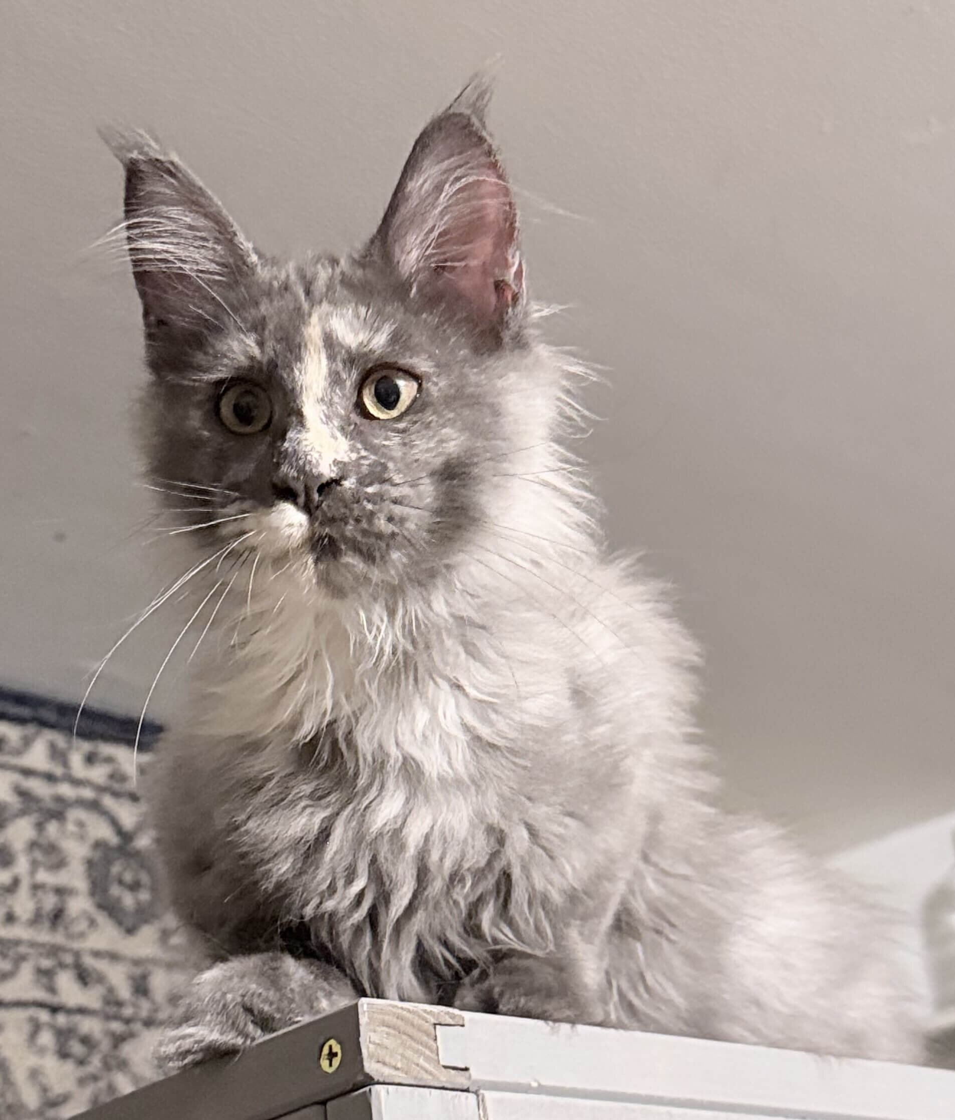 Purebred Maine Coon female kitten image 7