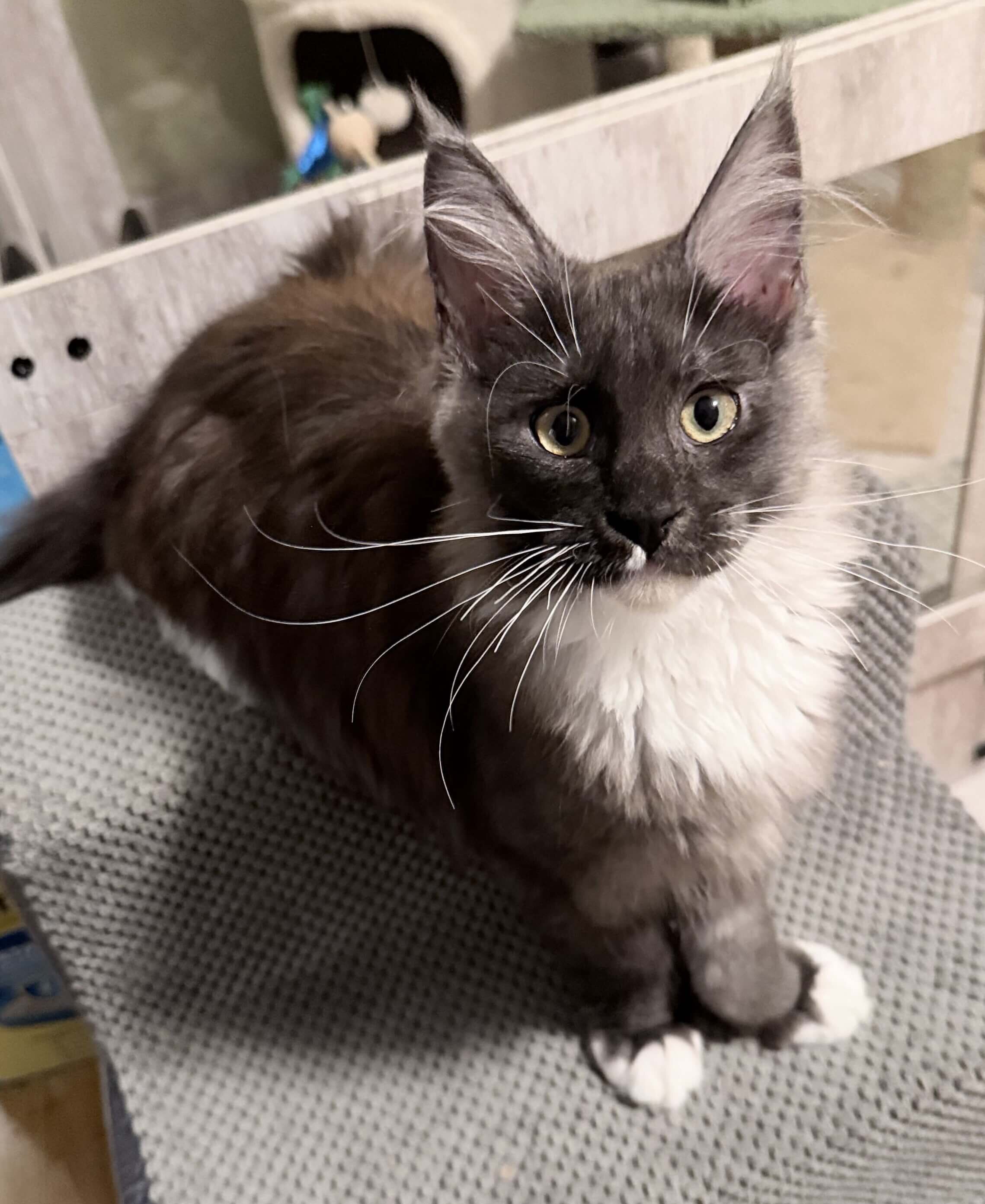 Purebred Maine Coon female kitten image 9