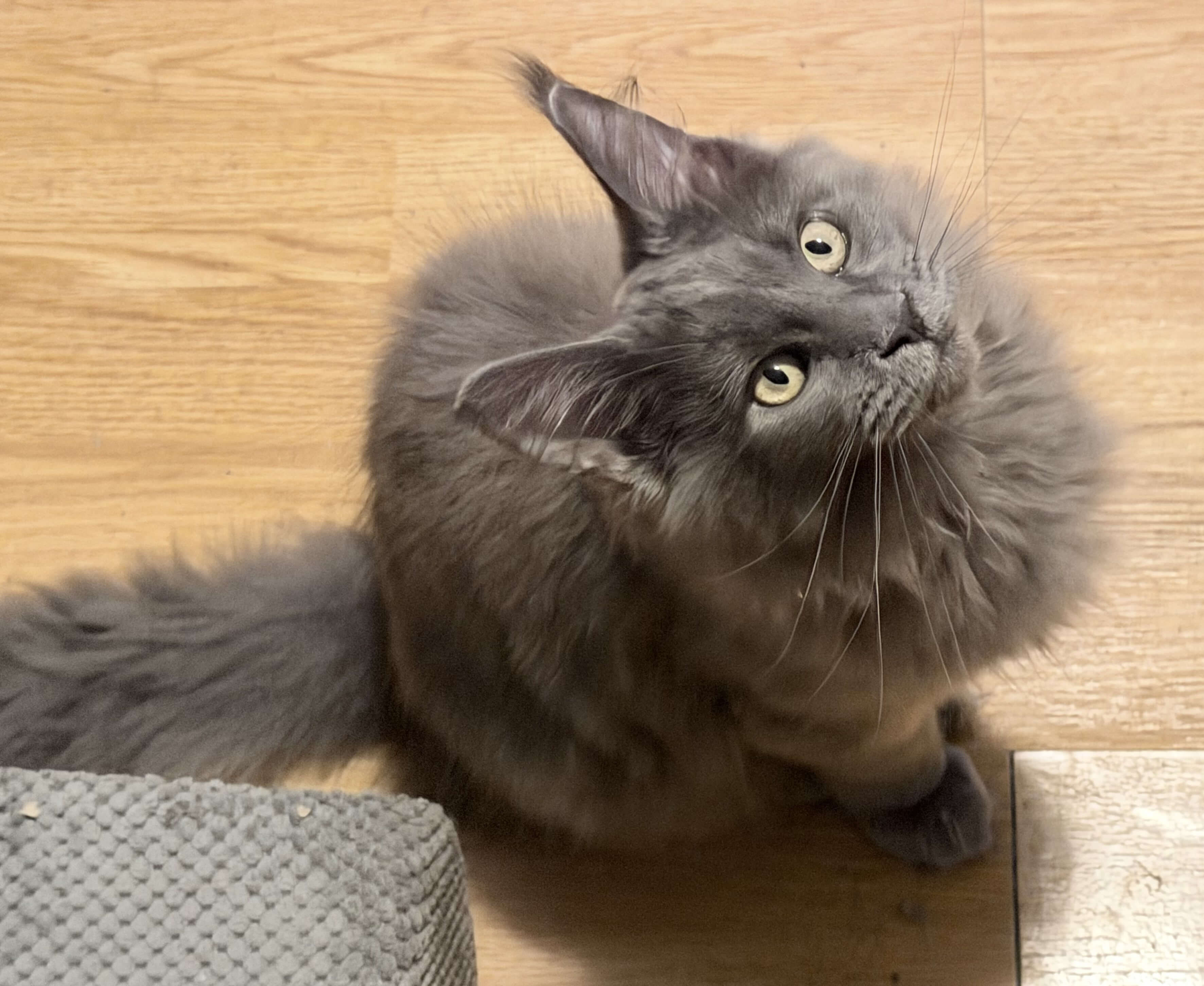 Purebred Maine Coon female kitten image 1