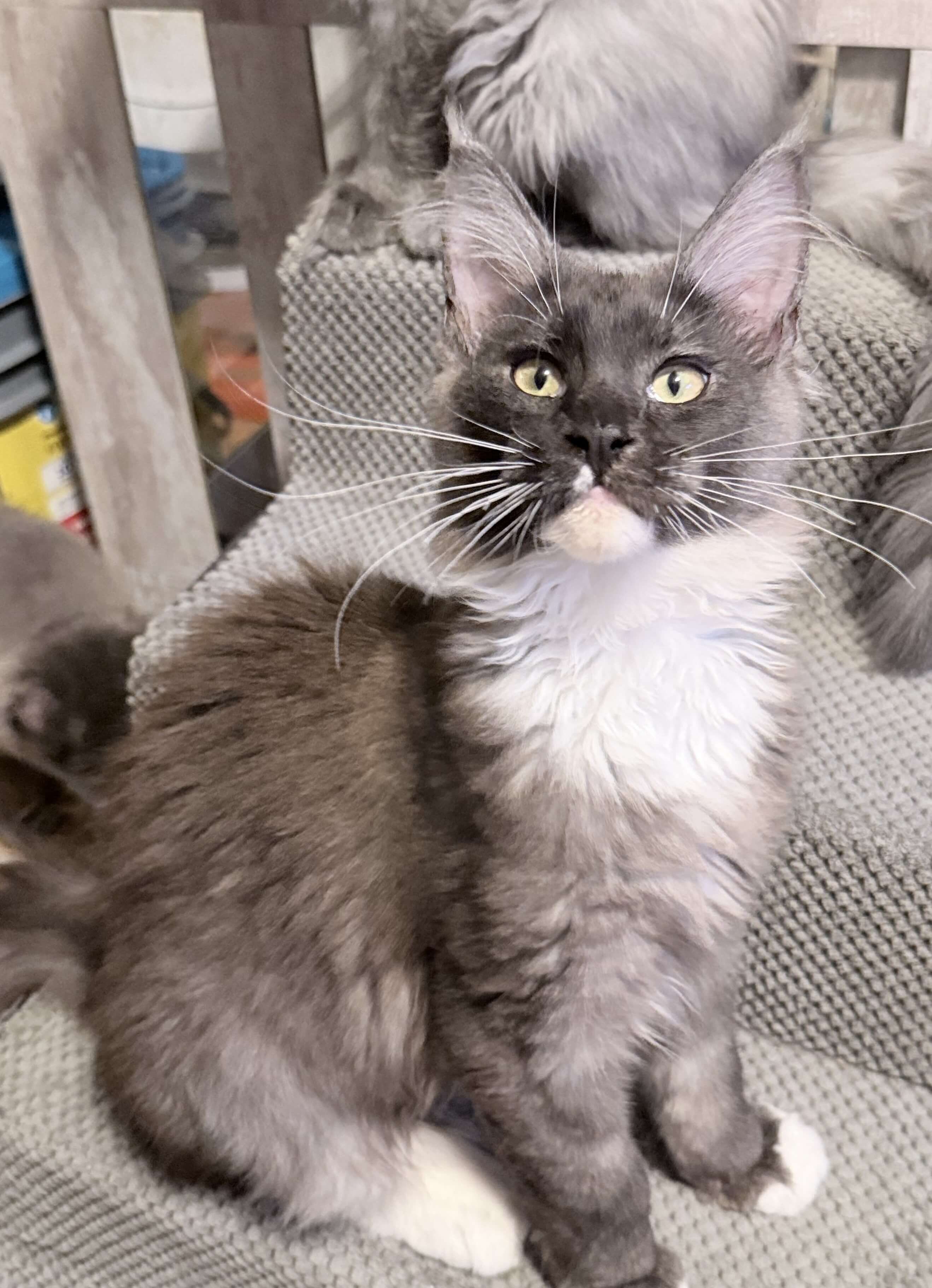 Purebred Maine Coon female kitten image 10
