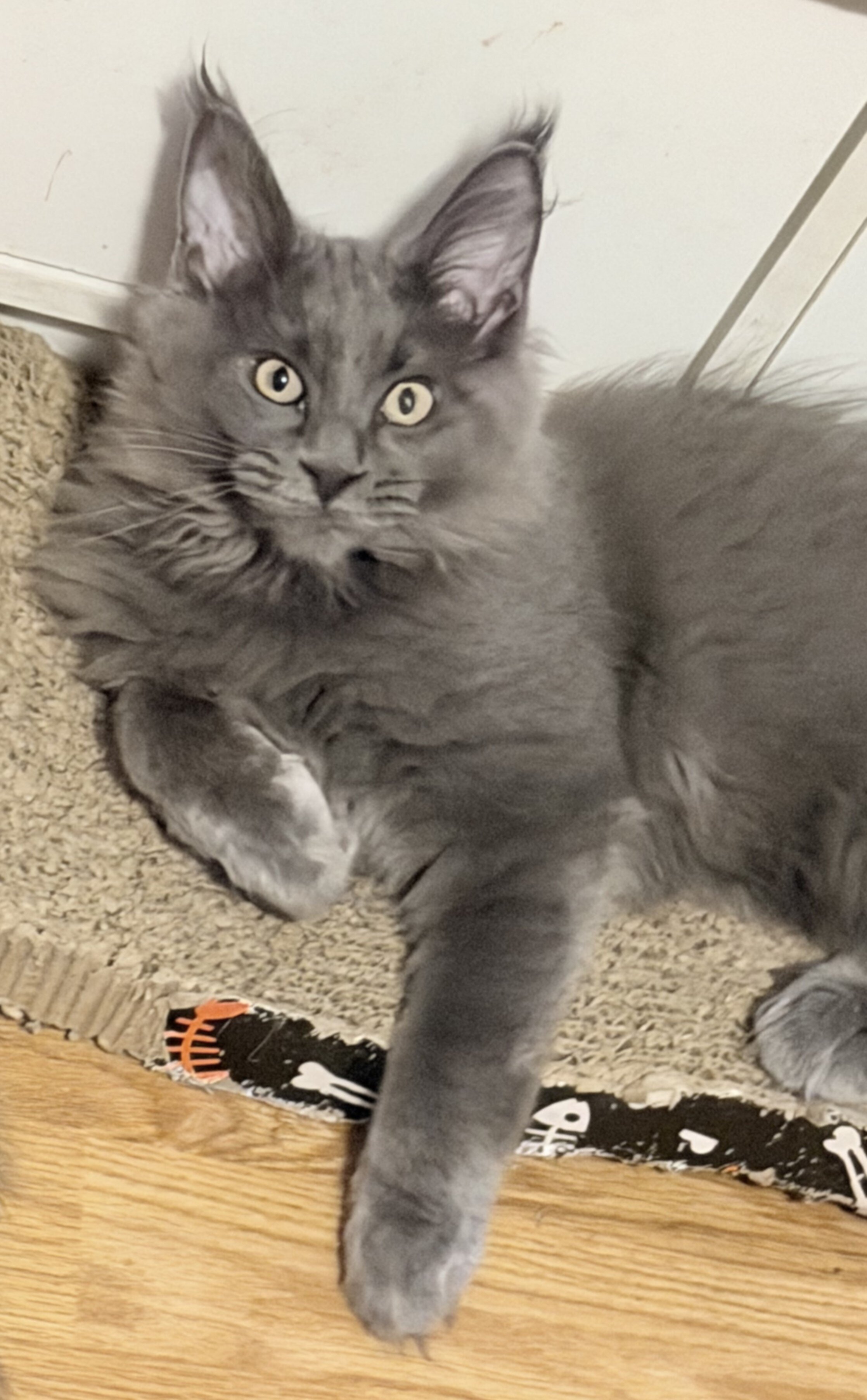 Purebred Maine Coon female kitten image 2