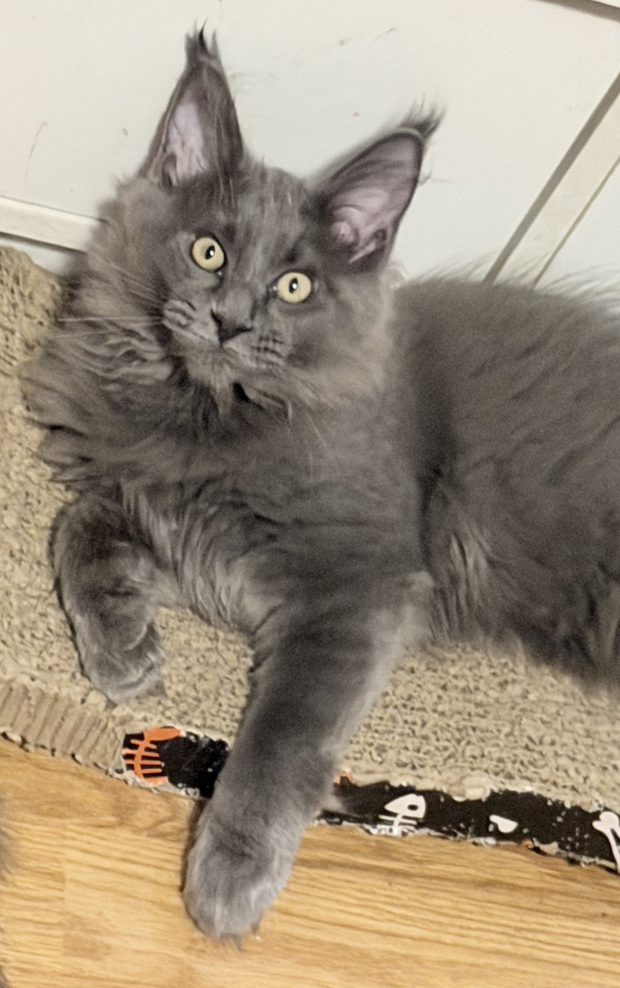 Purebred Maine Coon female kitten image 3