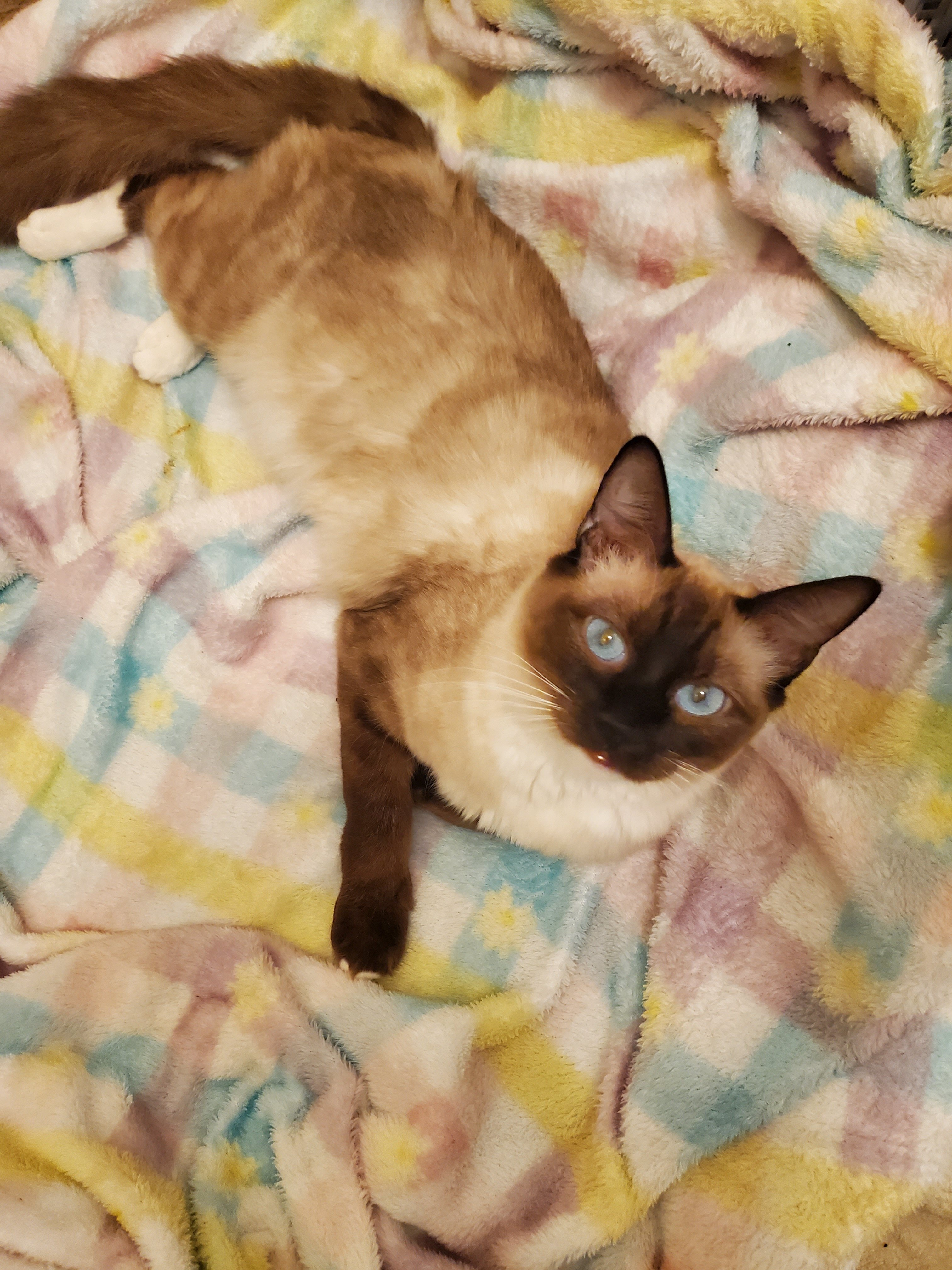3 Ragdoll cats image 1