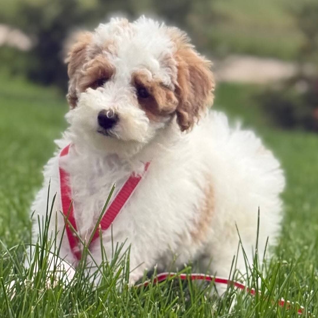 Toy Poodle puppy Rescue Needed image 1