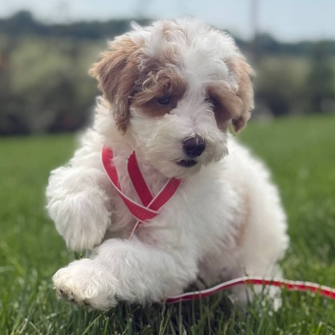 Toy Poodle puppy Rescue Needed image 3