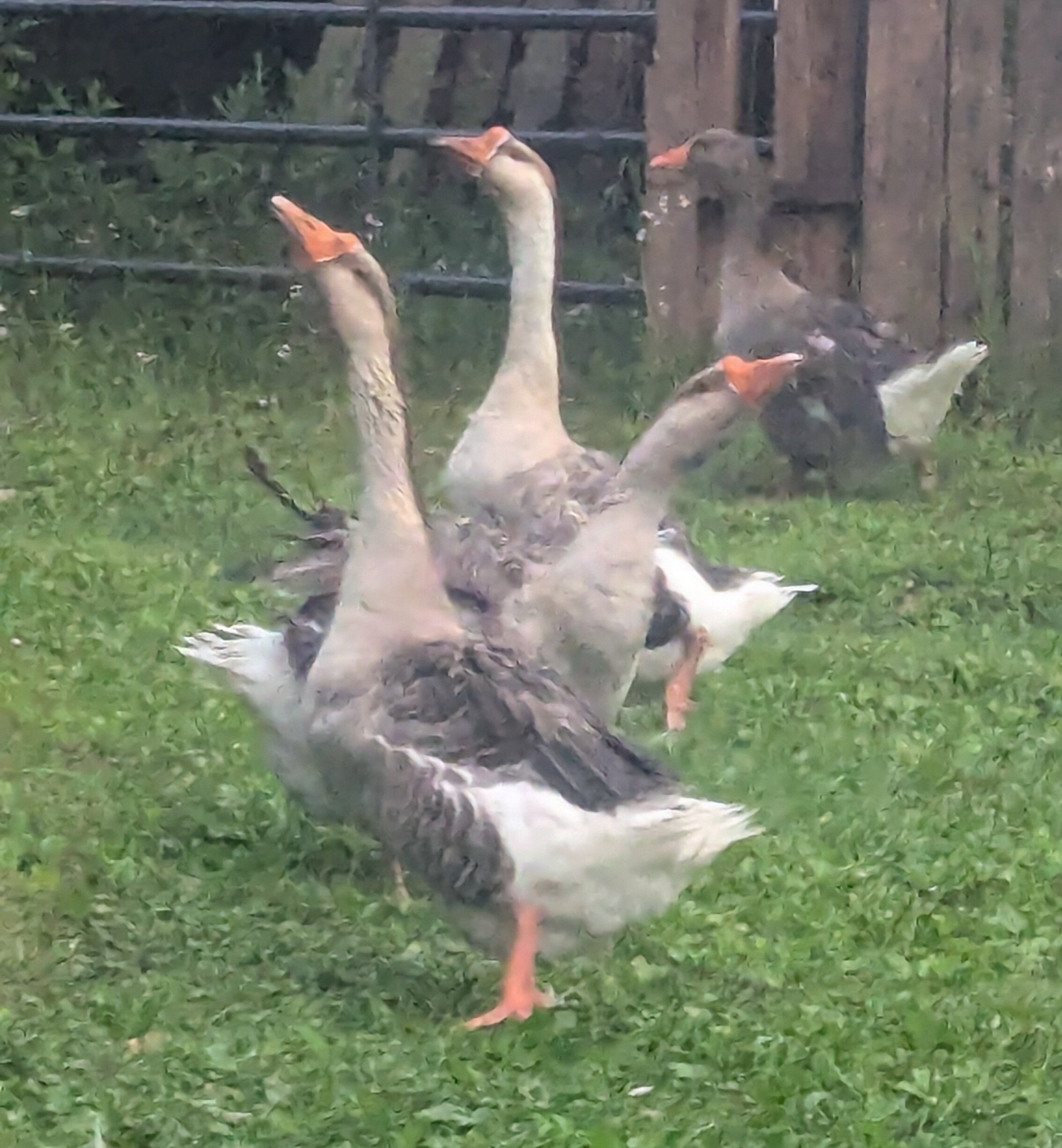 Geese image 1