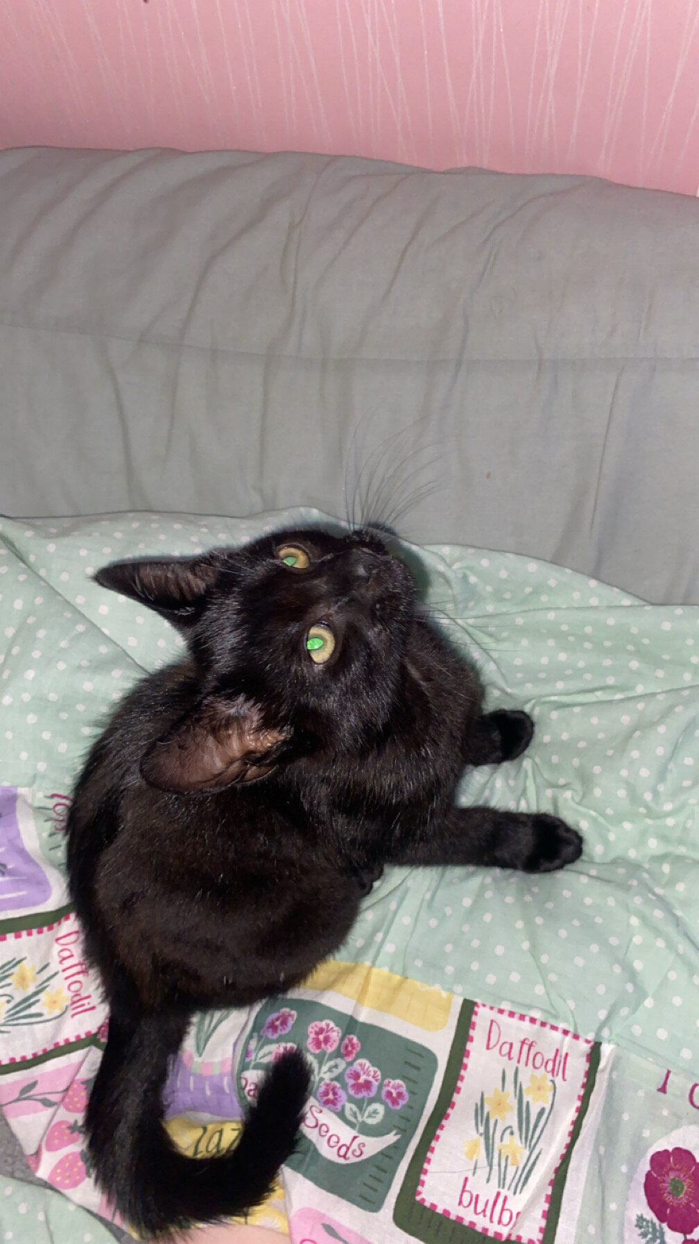 kitten image 1