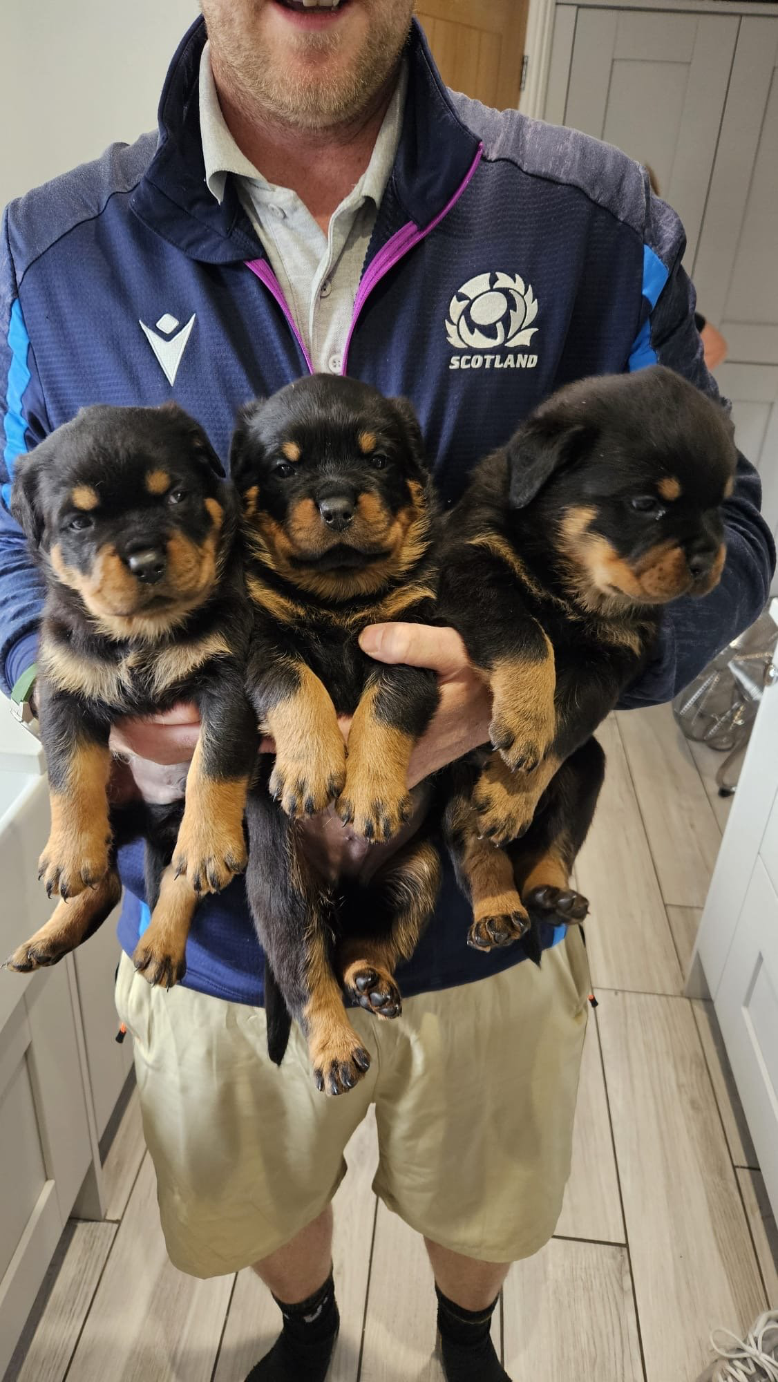 Rottweiler Dog – Healthy, Loyal & Ready for a Lovi image 1