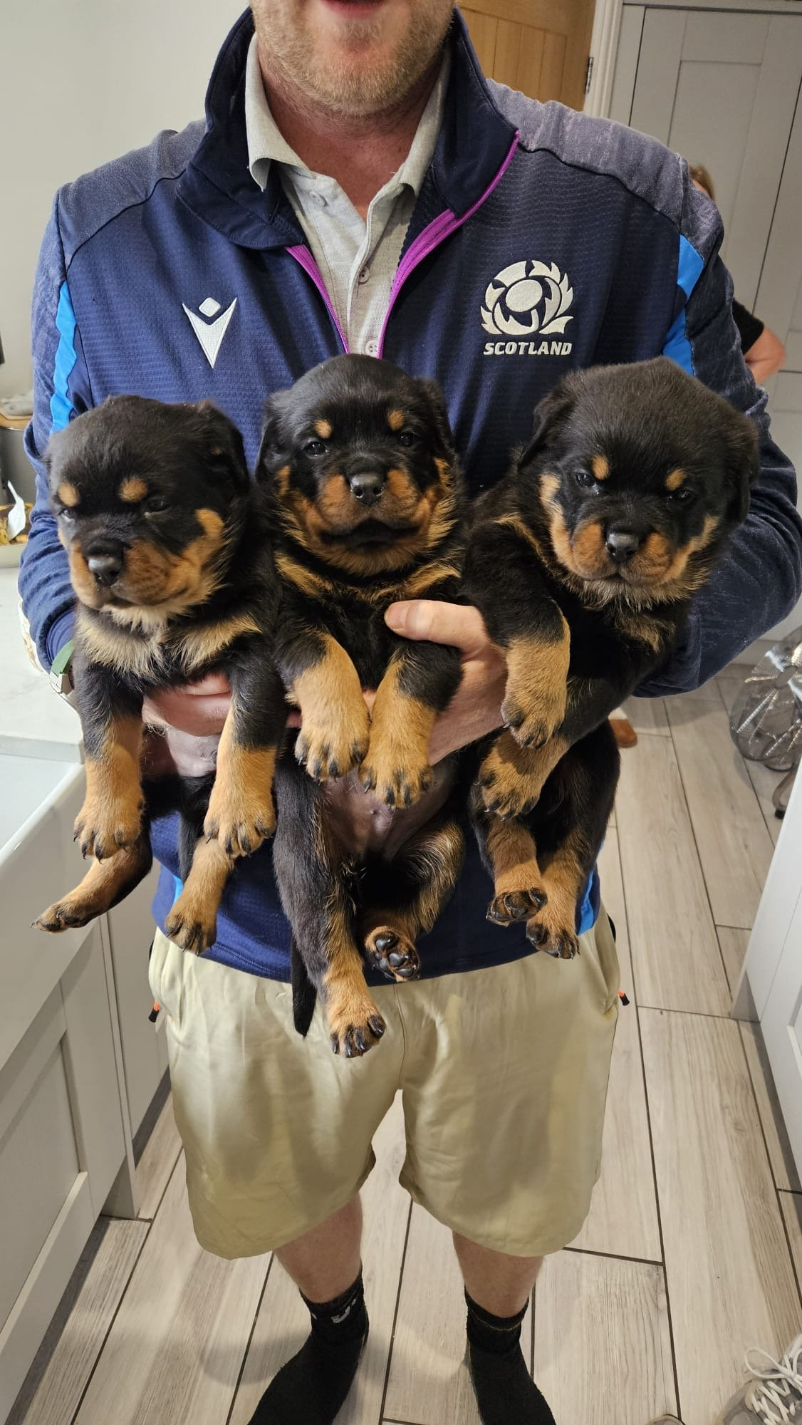 Rottweiler Dog – Healthy, Loyal & Ready for a Lovi image 2
