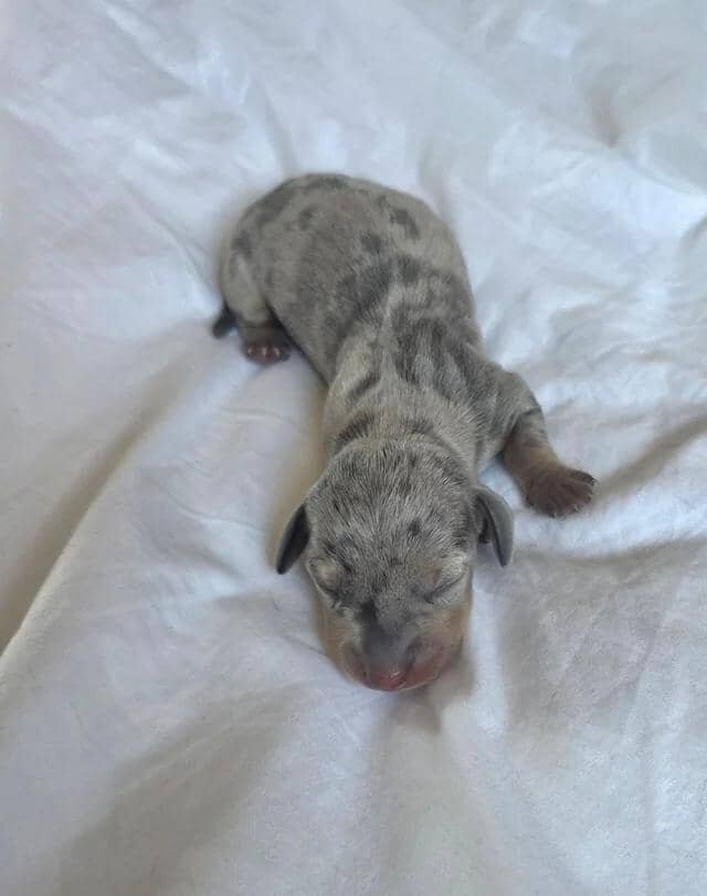 KC Miniature Dachshunds Miniature Dachshund image 1