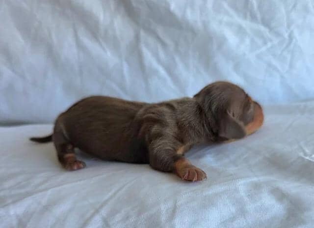 KC Miniature Dachshunds Miniature Dachshund image 4