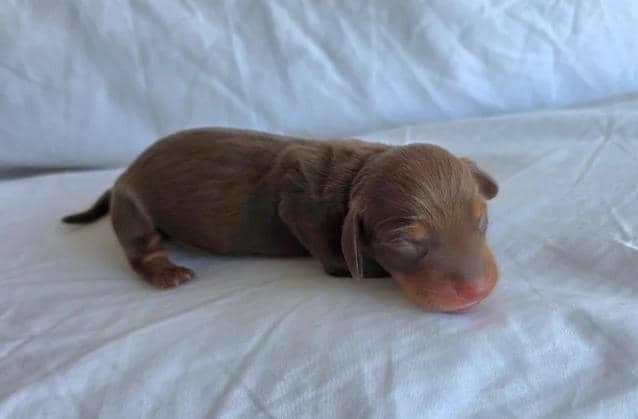 KC Miniature Dachshunds Miniature Dachshund image 3