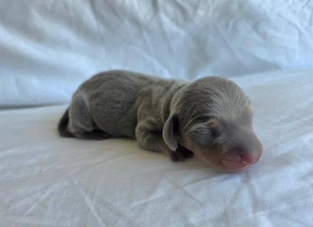 KC Miniature Dachshunds Miniature Dachshund image 2