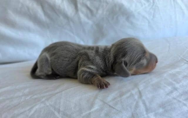 KC Miniature Dachshunds Miniature Dachshund image 5