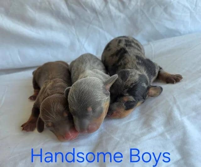 KC Miniature Dachshunds Miniature Dachshund image 6