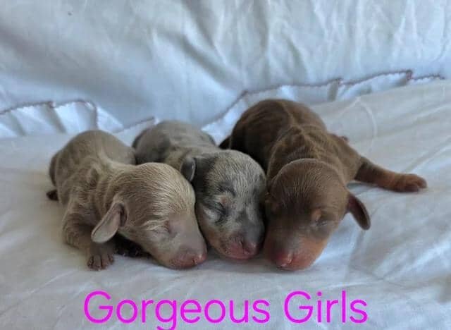 KC Miniature Dachshunds Miniature Dachshund image 7