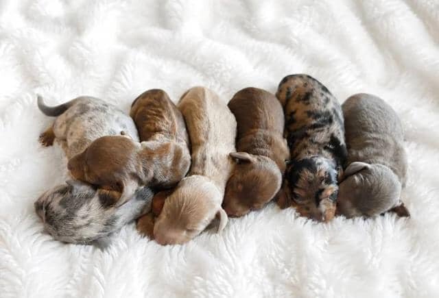 KC Miniature Dachshunds Miniature Dachshund image 10